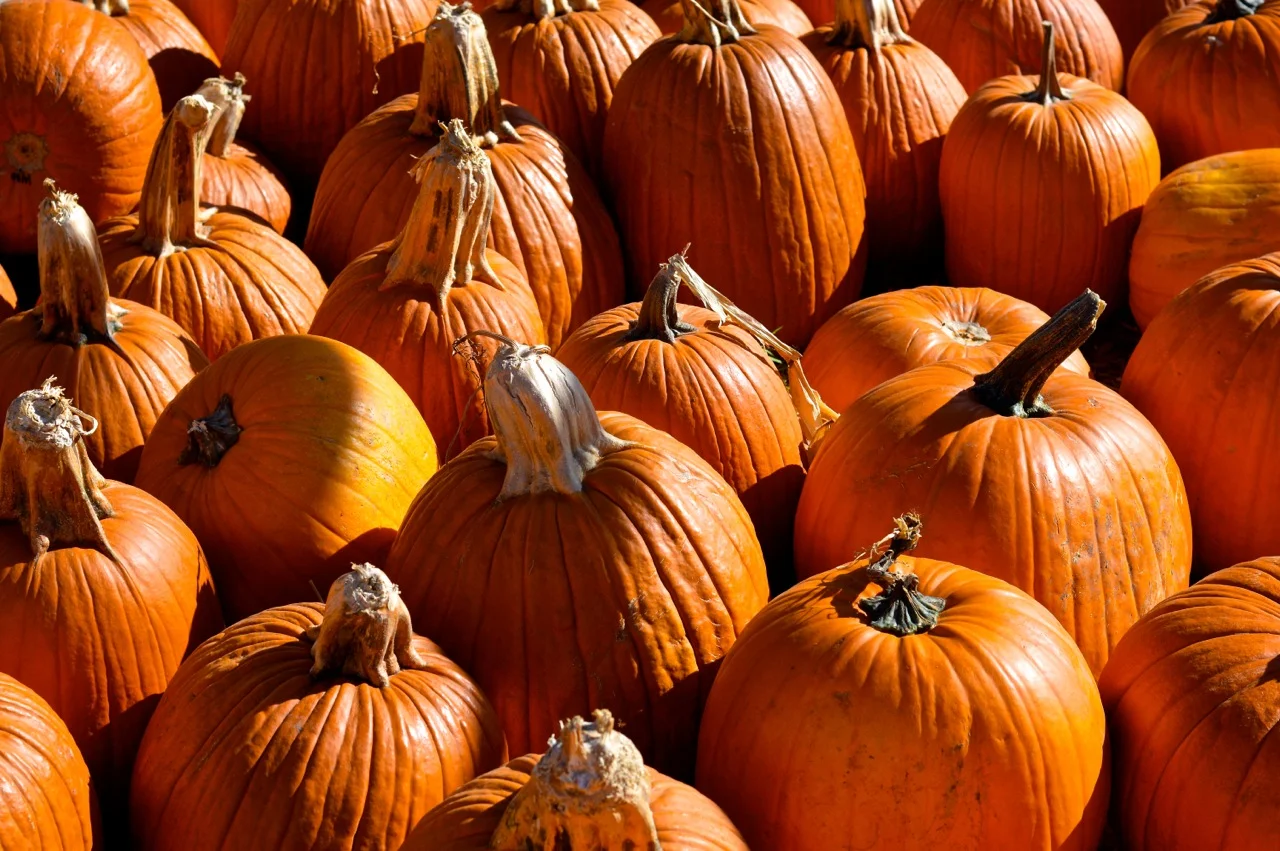 Fall Fest Nick's Garden Center Aurora 35.jpg