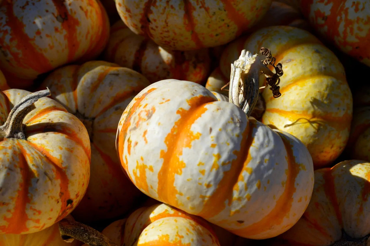 Fall Fest Nick's Garden Center Aurora 38.jpg
