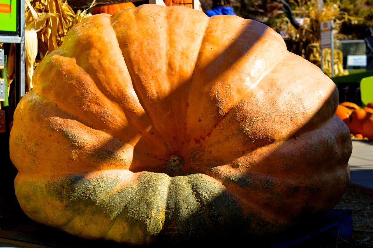Fall Fest Nick's Garden Center Aurora 37.jpg
