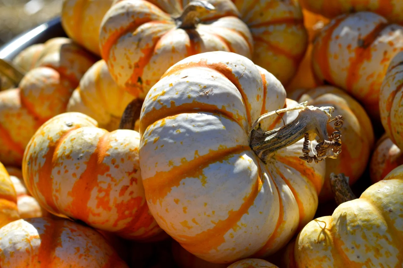 Fall Fest Nick's Garden Center Aurora 39.jpg