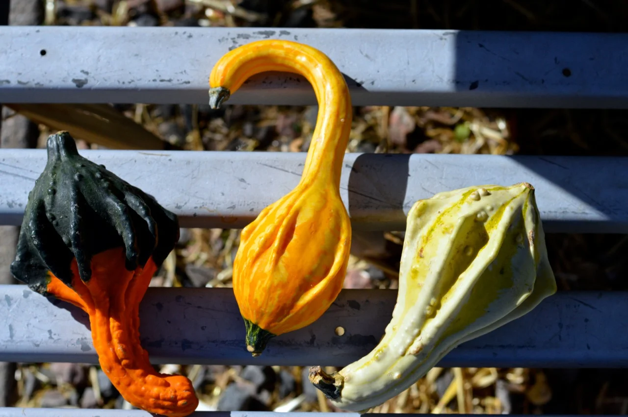 Fall Fest Nick's Garden Center Aurora 40.jpg