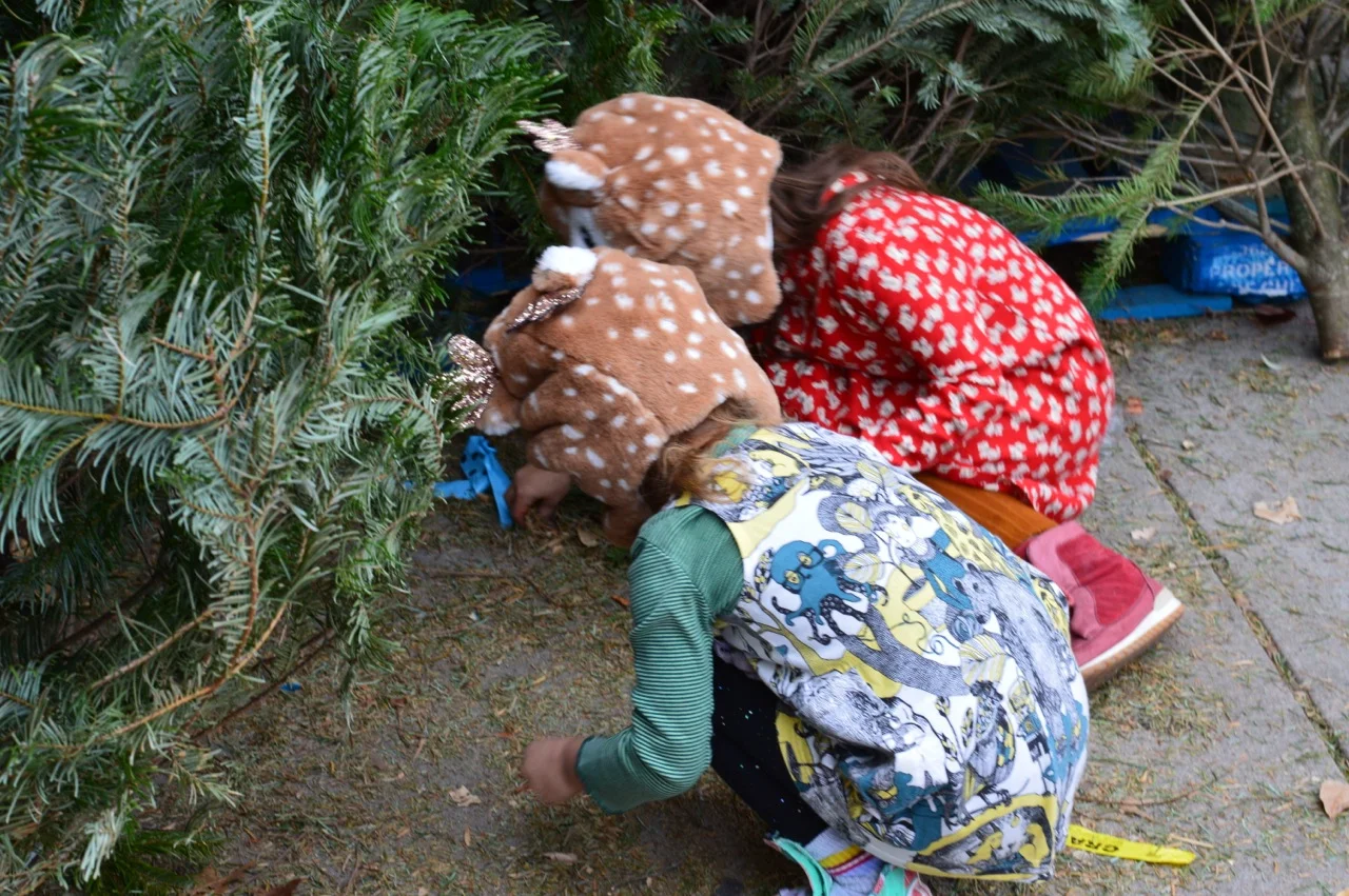 Christmas Tree Picking 2018 1.jpg