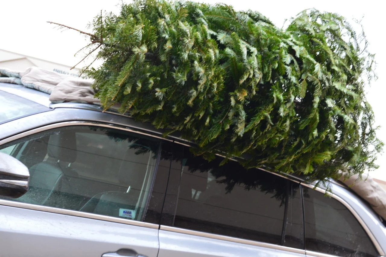 Christmas Tree Picking 2018 6.jpg