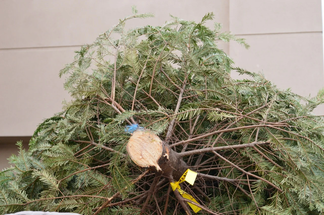 Christmas Tree Picking 2018 7.jpg