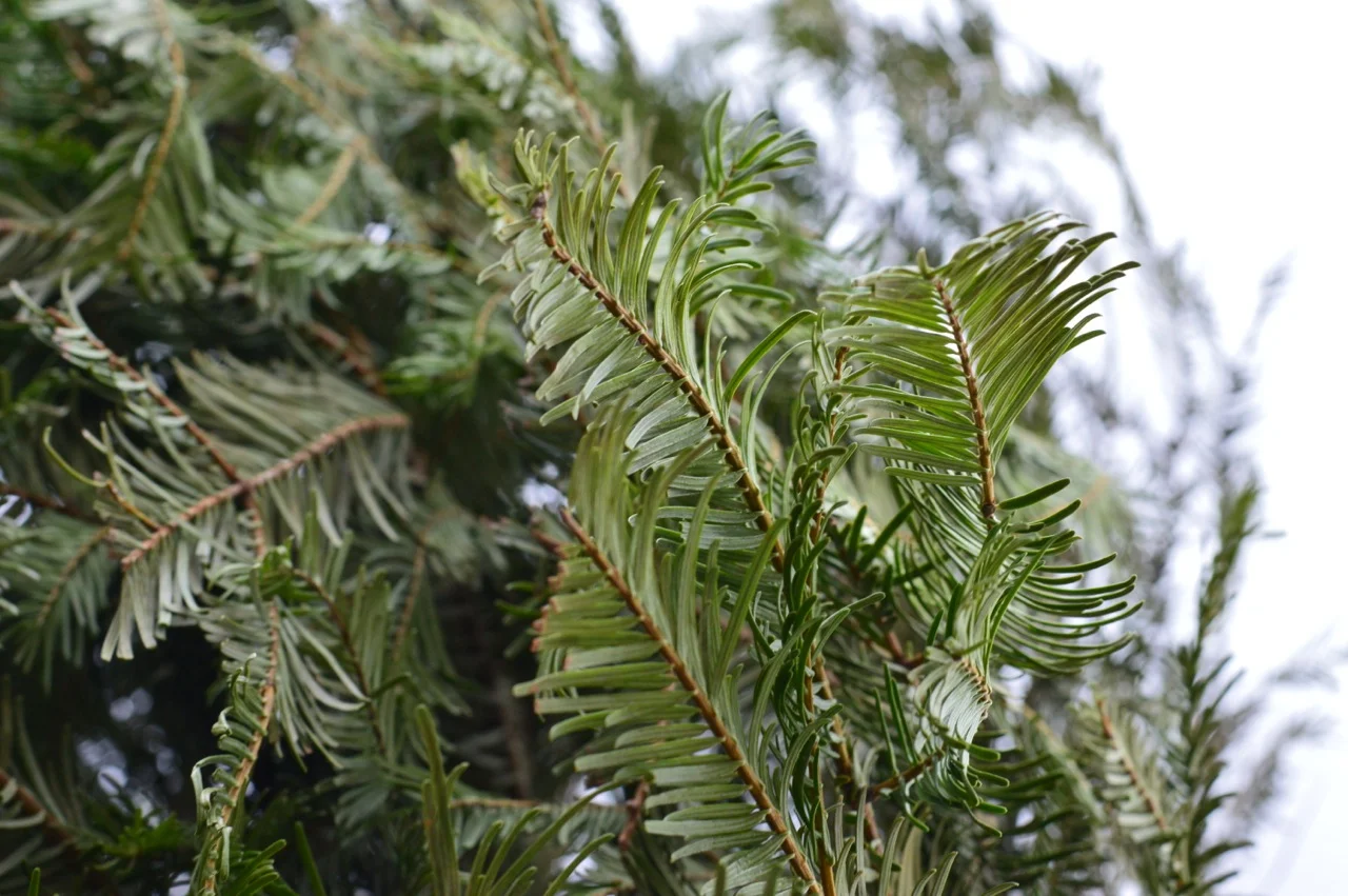 Christmas Tree Picking 2018 12.jpg
