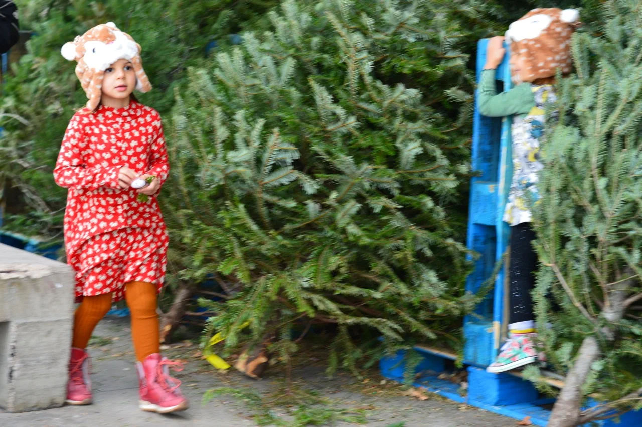 Christmas Tree Picking 2018 15.jpg