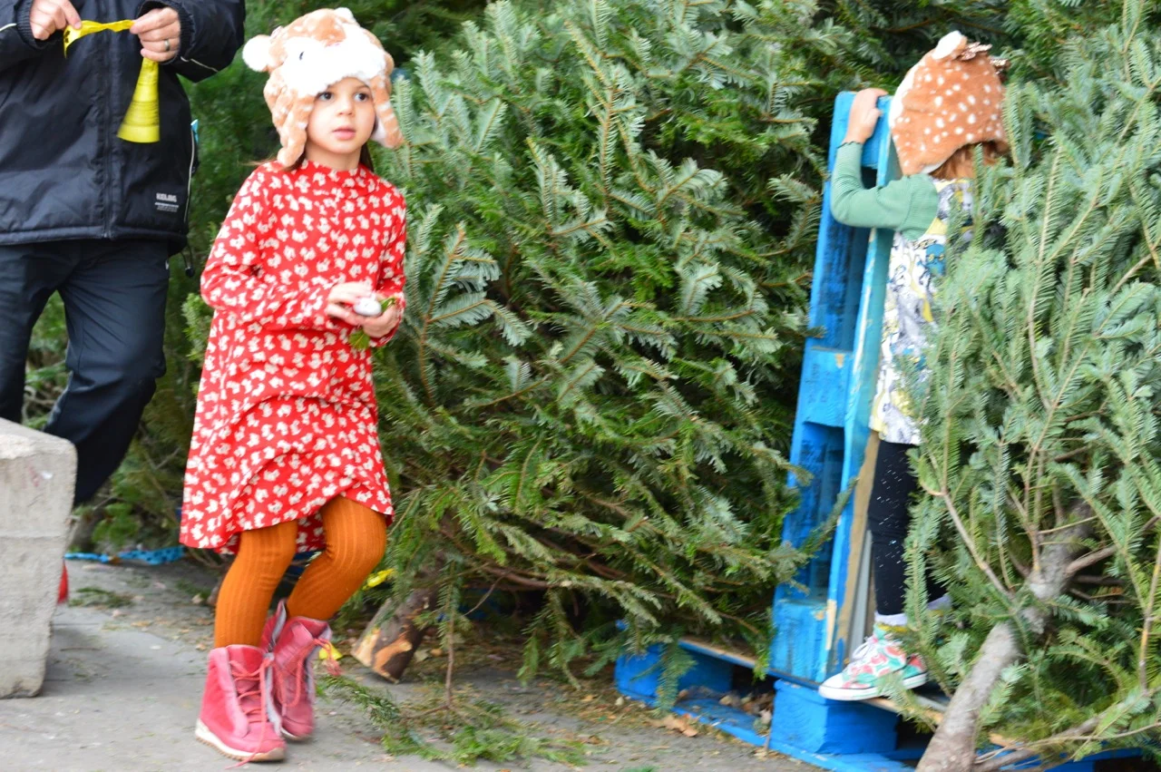 Christmas Tree Picking 2018 16.jpg