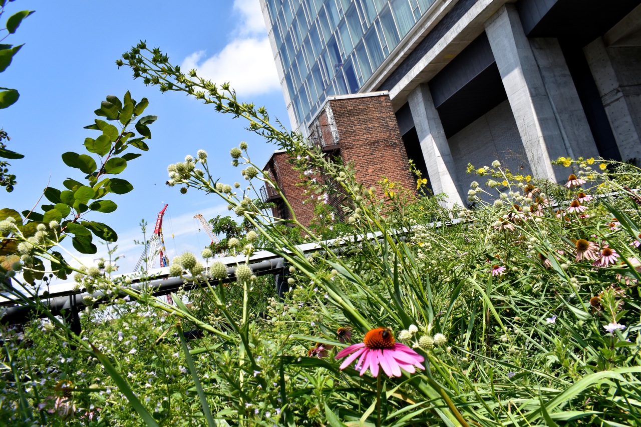 New York August 2019 Highline and Hudson Yards 22.jpg