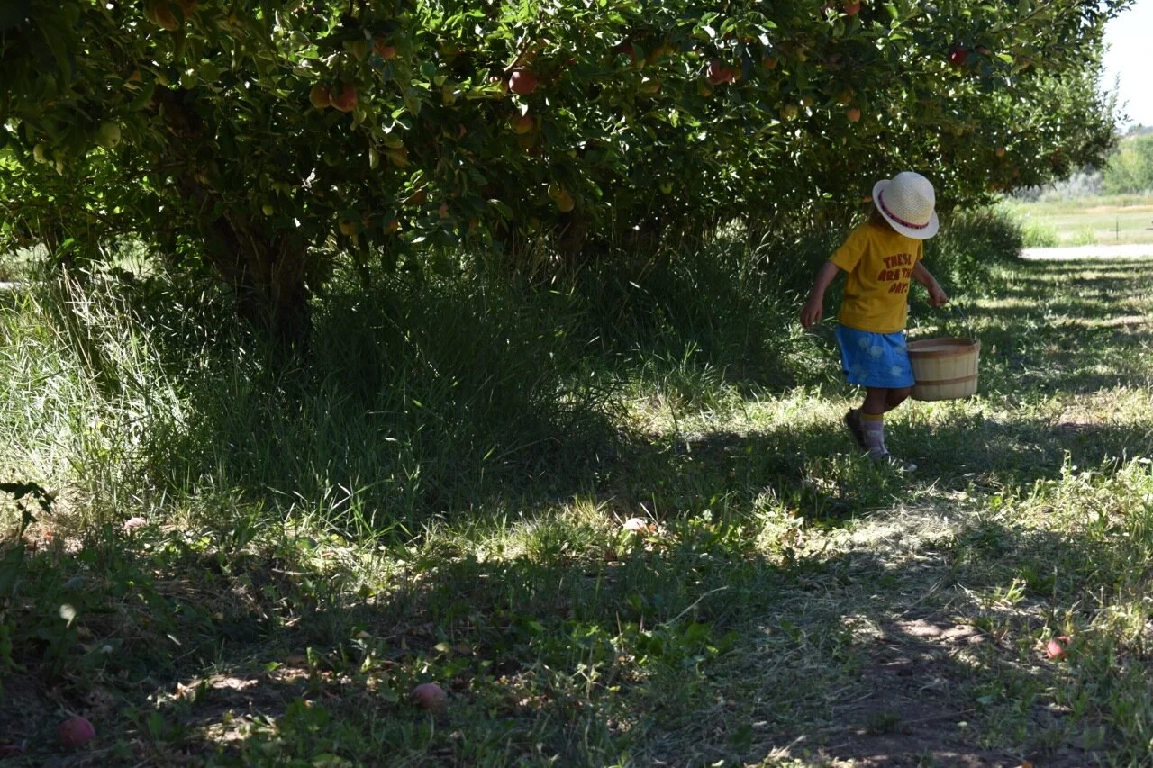 Big Bs Orchard September 2019 12.jpg