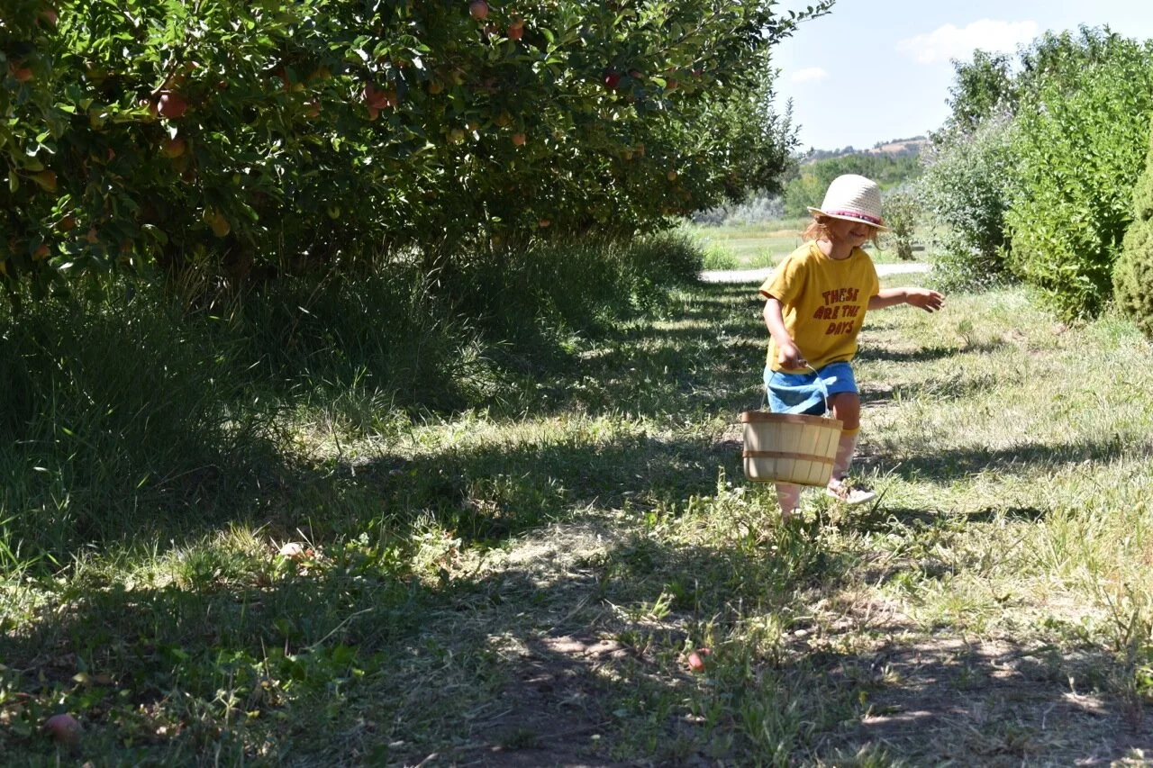 Big Bs Orchard September 2019 13.jpg