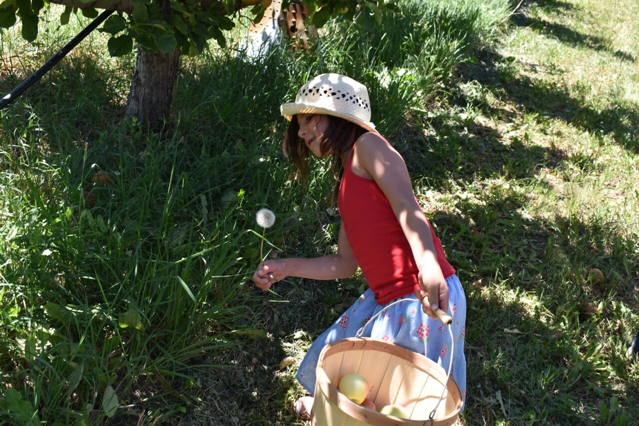 Big Bs Orchard September 2019 22.jpg