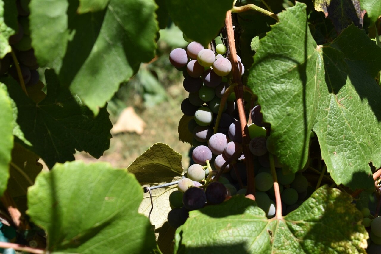 Big Bs Orchard September 2019 36.jpg