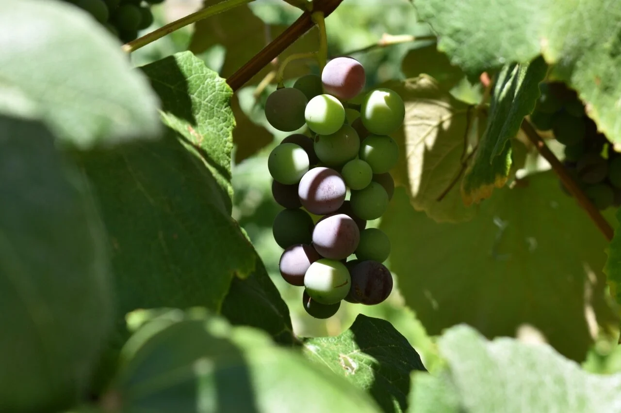 Big Bs Orchard September 2019 37.jpg