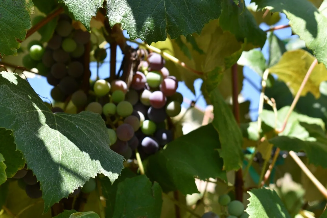 Big Bs Orchard September 2019 38.jpg