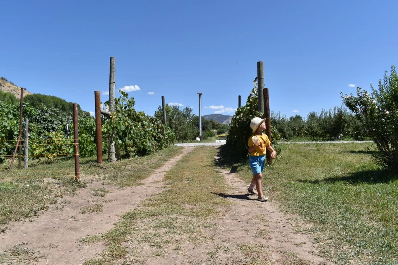 Big Bs Orchard September 2019 39.jpg