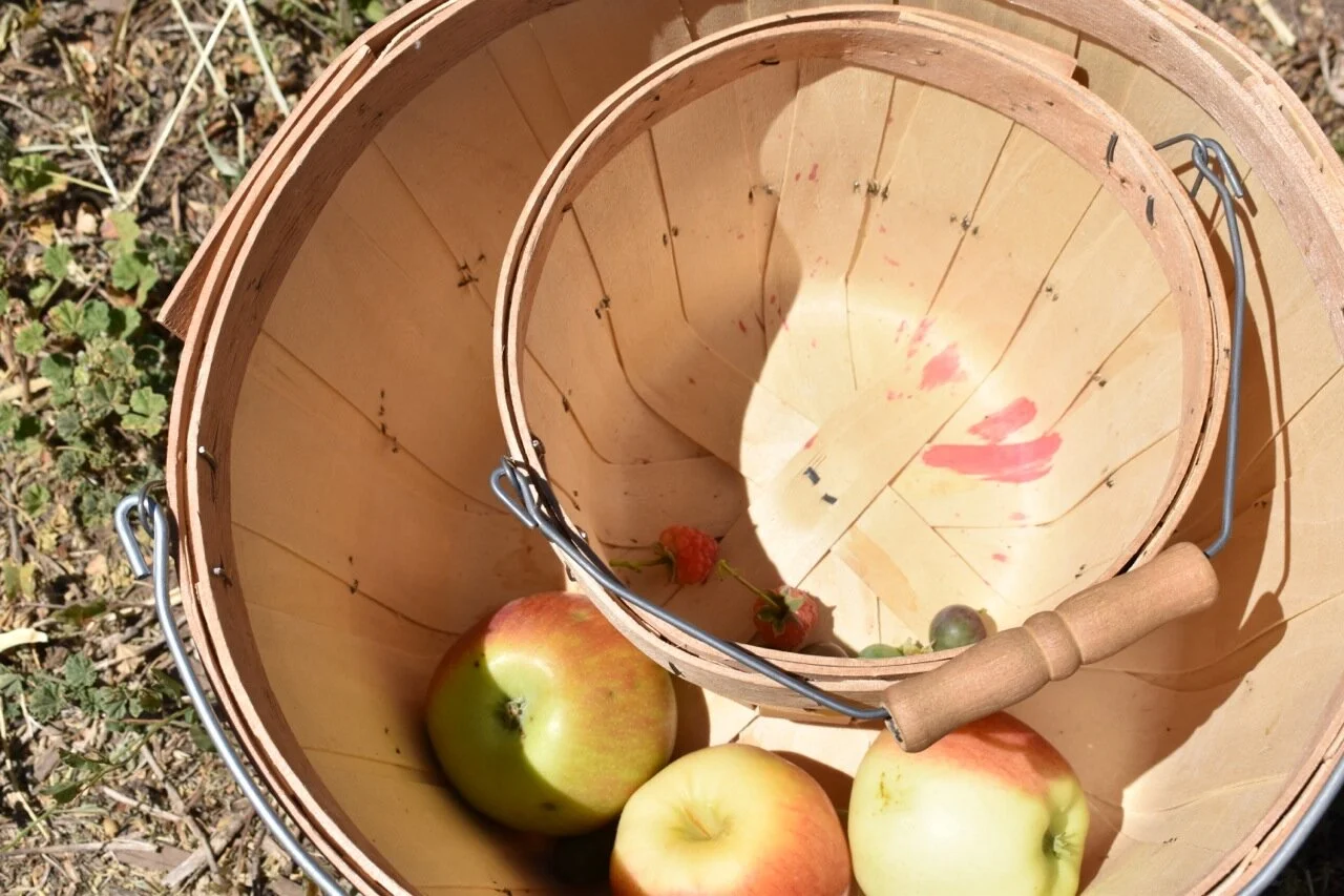 Big Bs Orchard September 2019 40.jpg