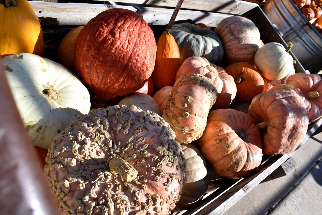 Nick's Garden Center 2019 32.jpg