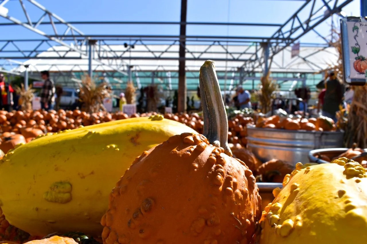 Nick's Garden Center 2019 37.jpg
