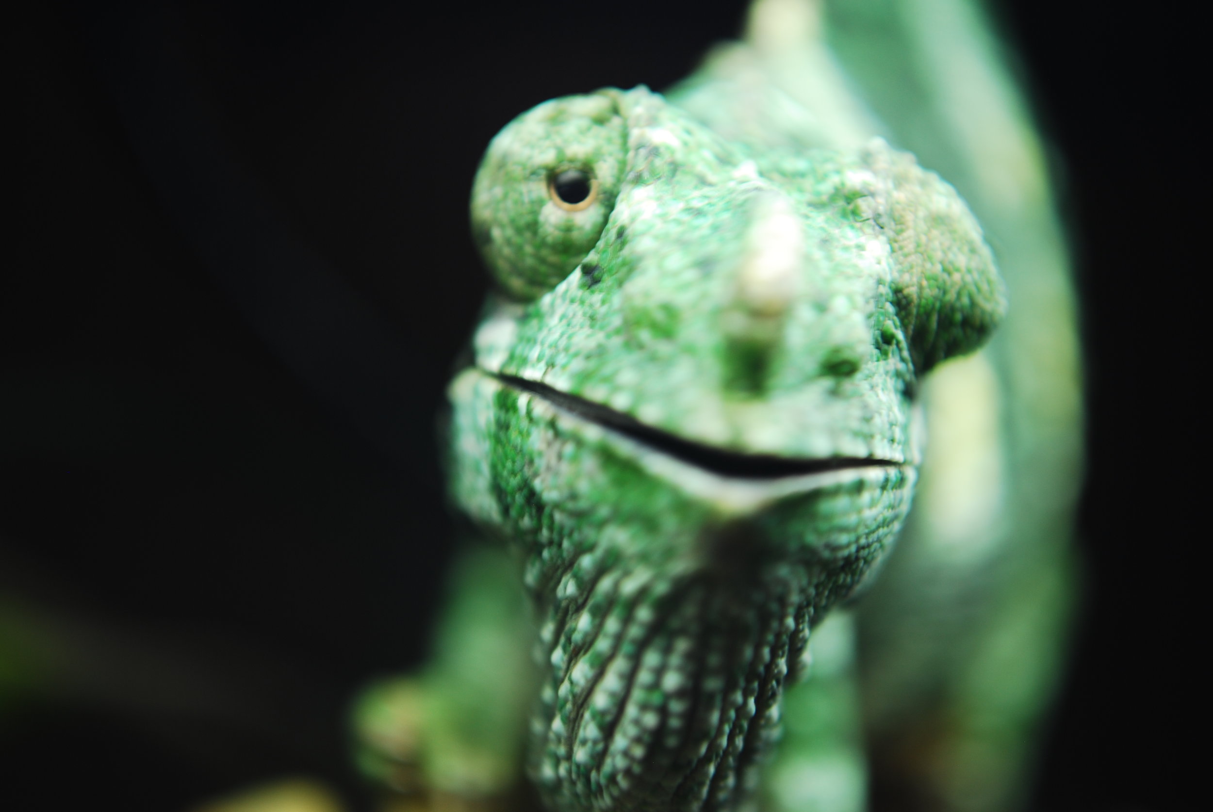 Reptile, Chameleon 0002.JPG