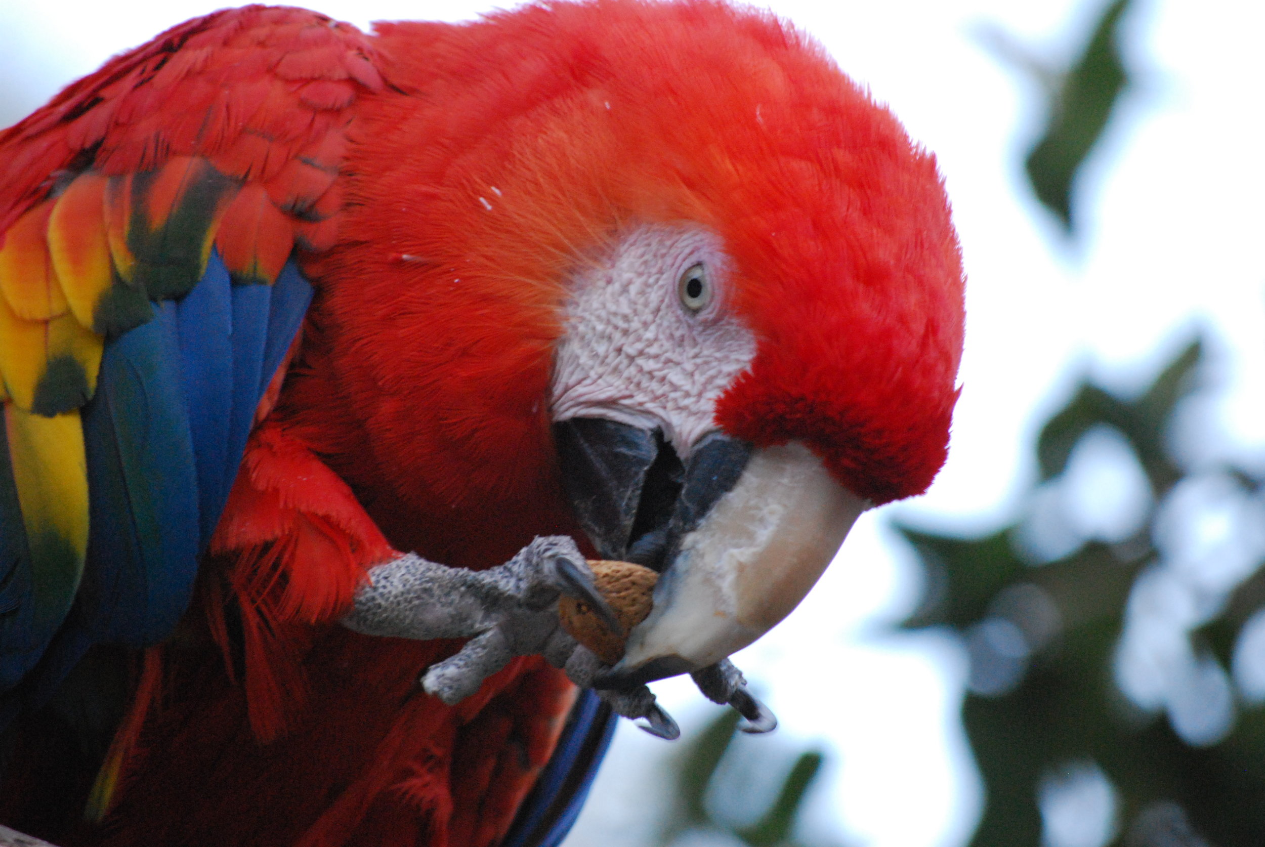 Bird, Parrot, Macaw 0001.JPG