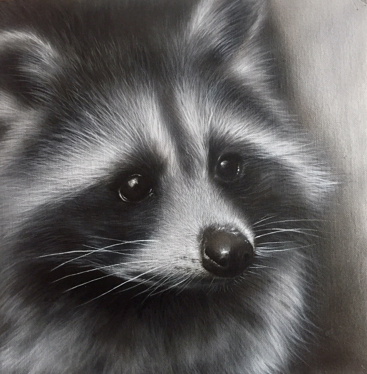 Raccoon 