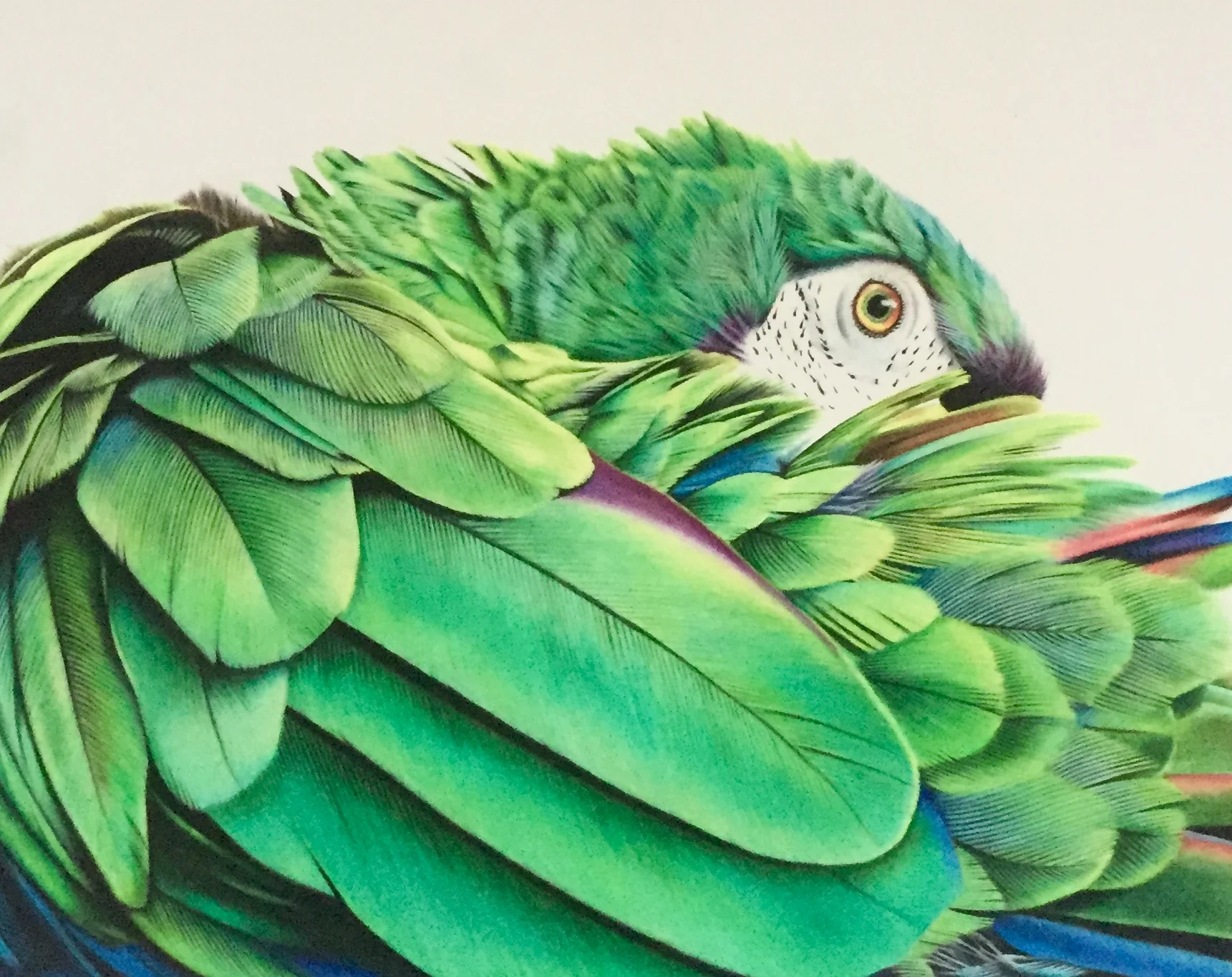 Kiwi