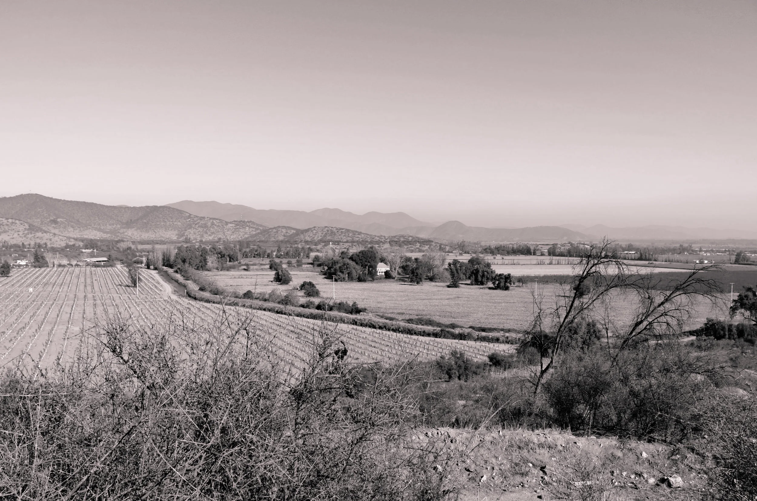 Chilean wine fields near Valparaíso_.jpg