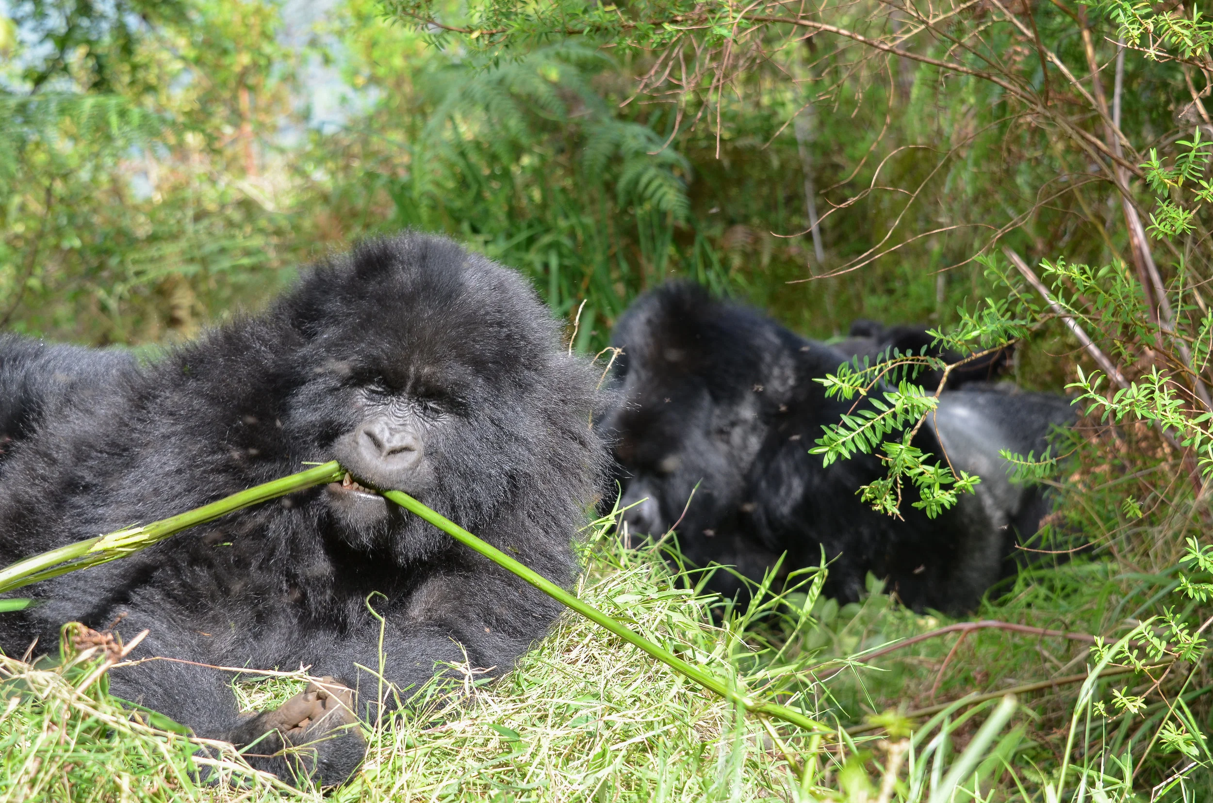 Africa Developed Photos 2017-27.jpg