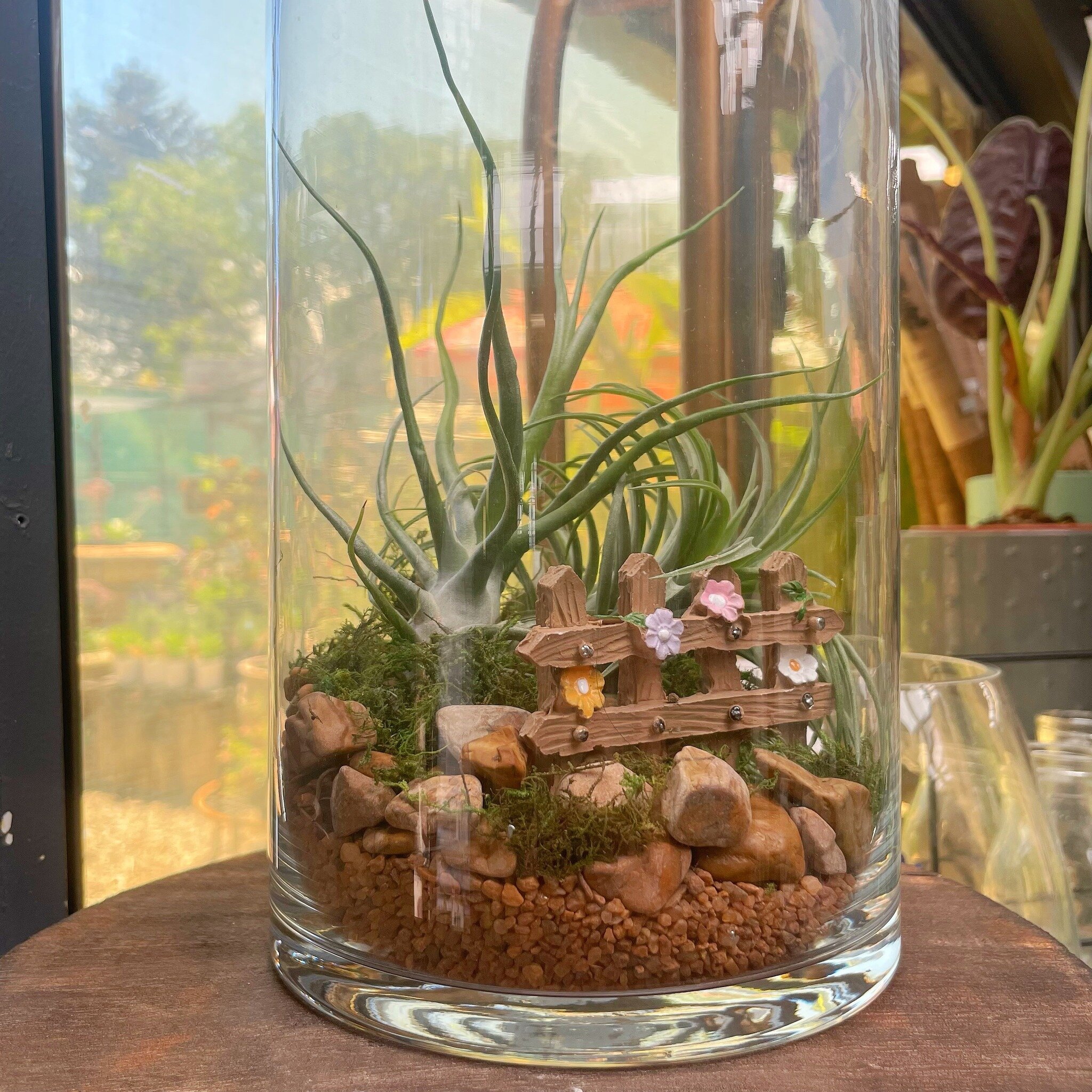 Cute Air-plant Terrariums made instore by us ✨🫶 #miaflora #perthplants #airplantterrarium #terrarium