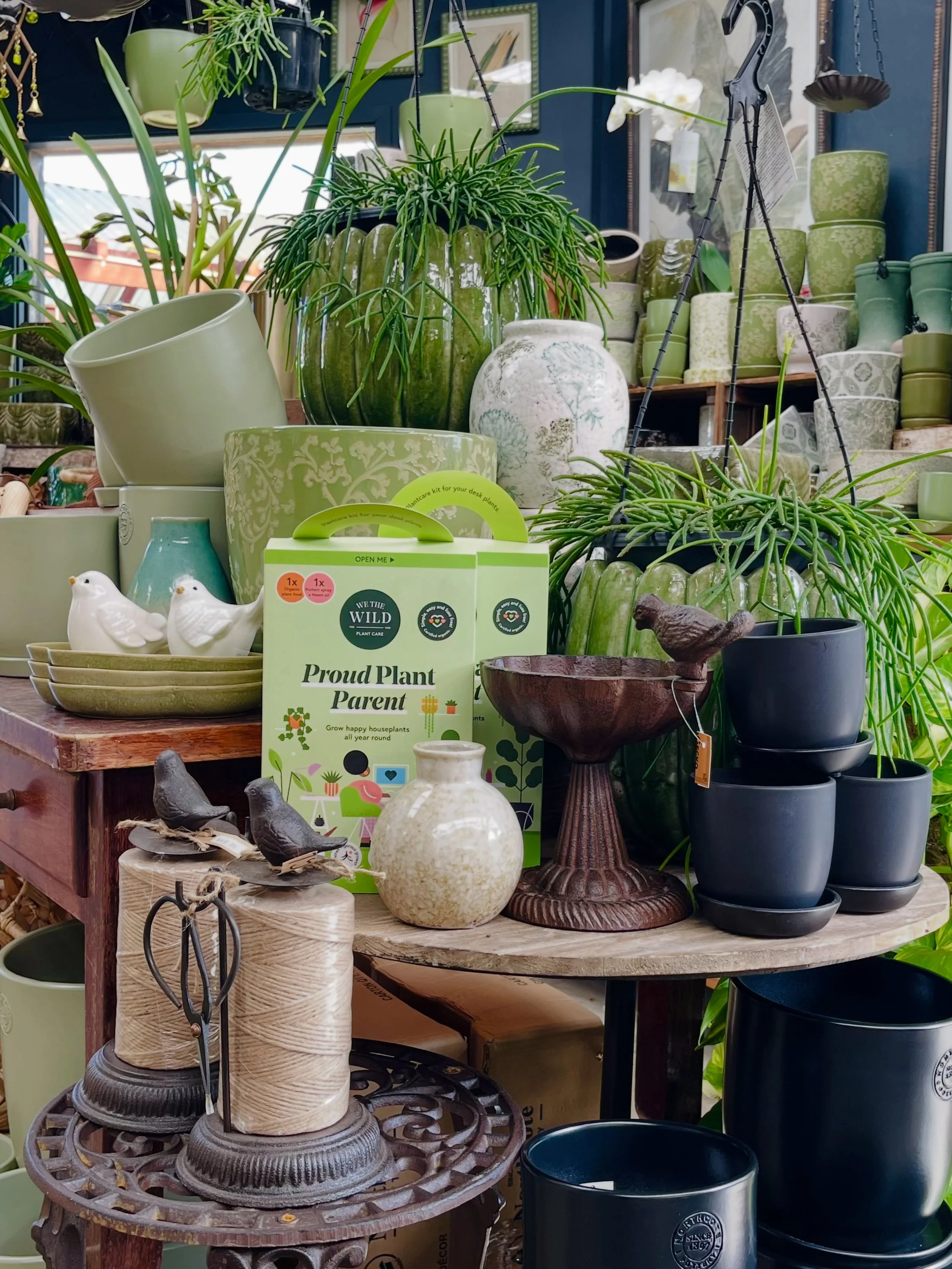 New pots!! Indoor pots galore this weekend at Miaflora 👌🏻🪴💚

#miaflora #indoorpots #indoorplantsperth #greenupyourlife #perthplantpeople