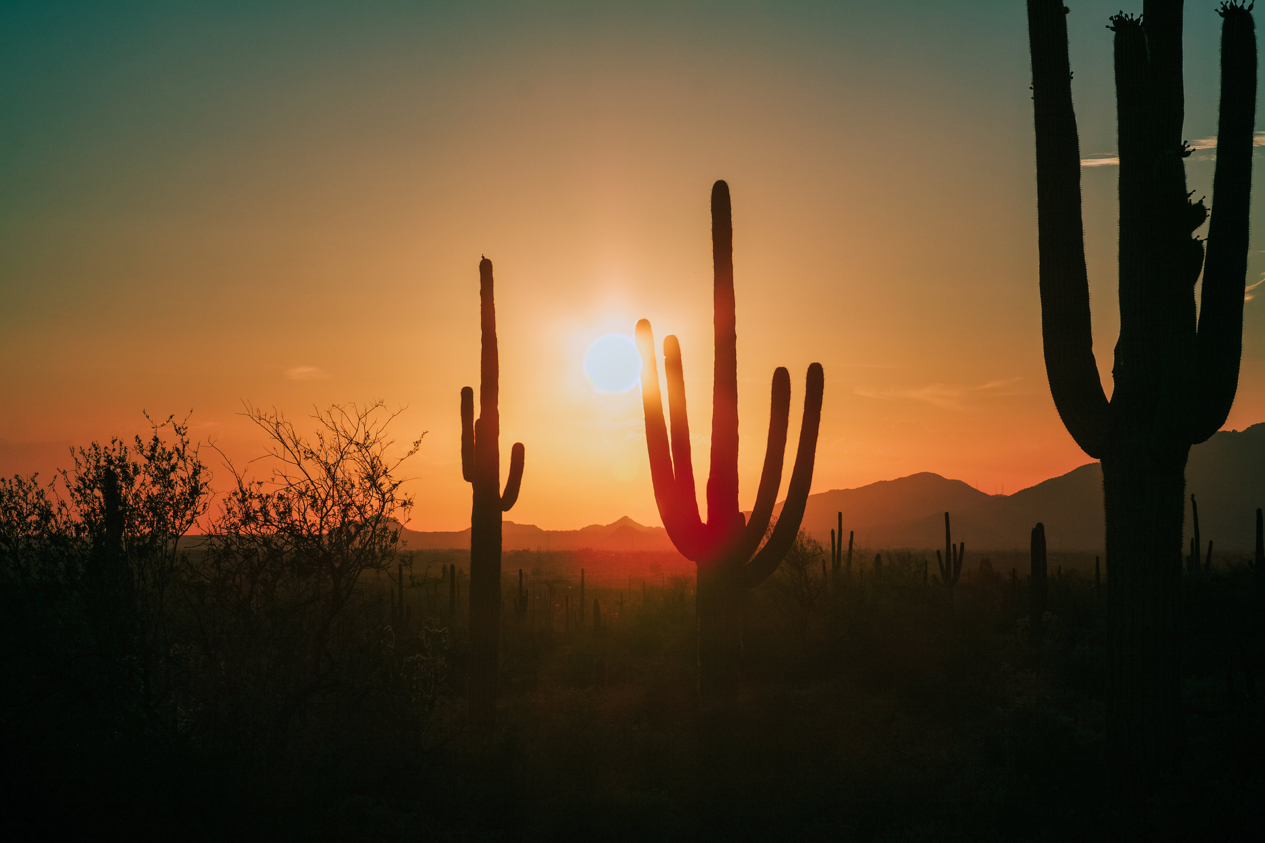 cacti sunset.jpg