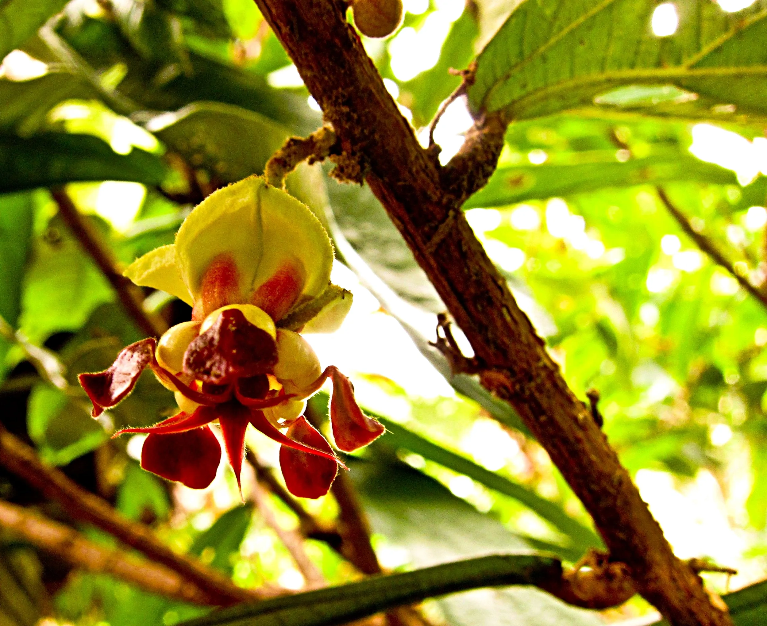 The flowers of copoazú earn it the scientific name grandiflora.