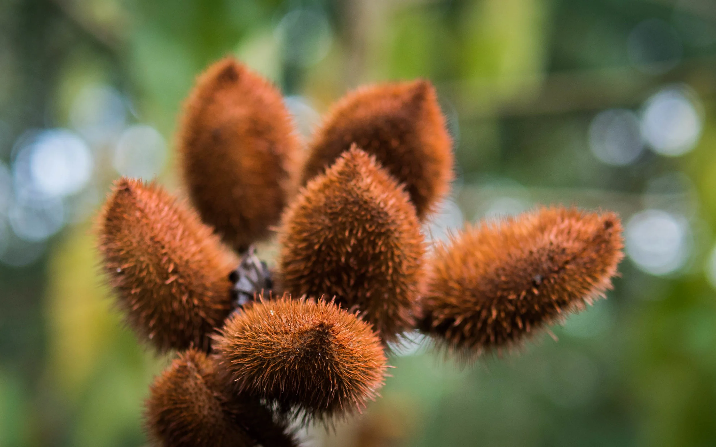 Achiote fruit pods