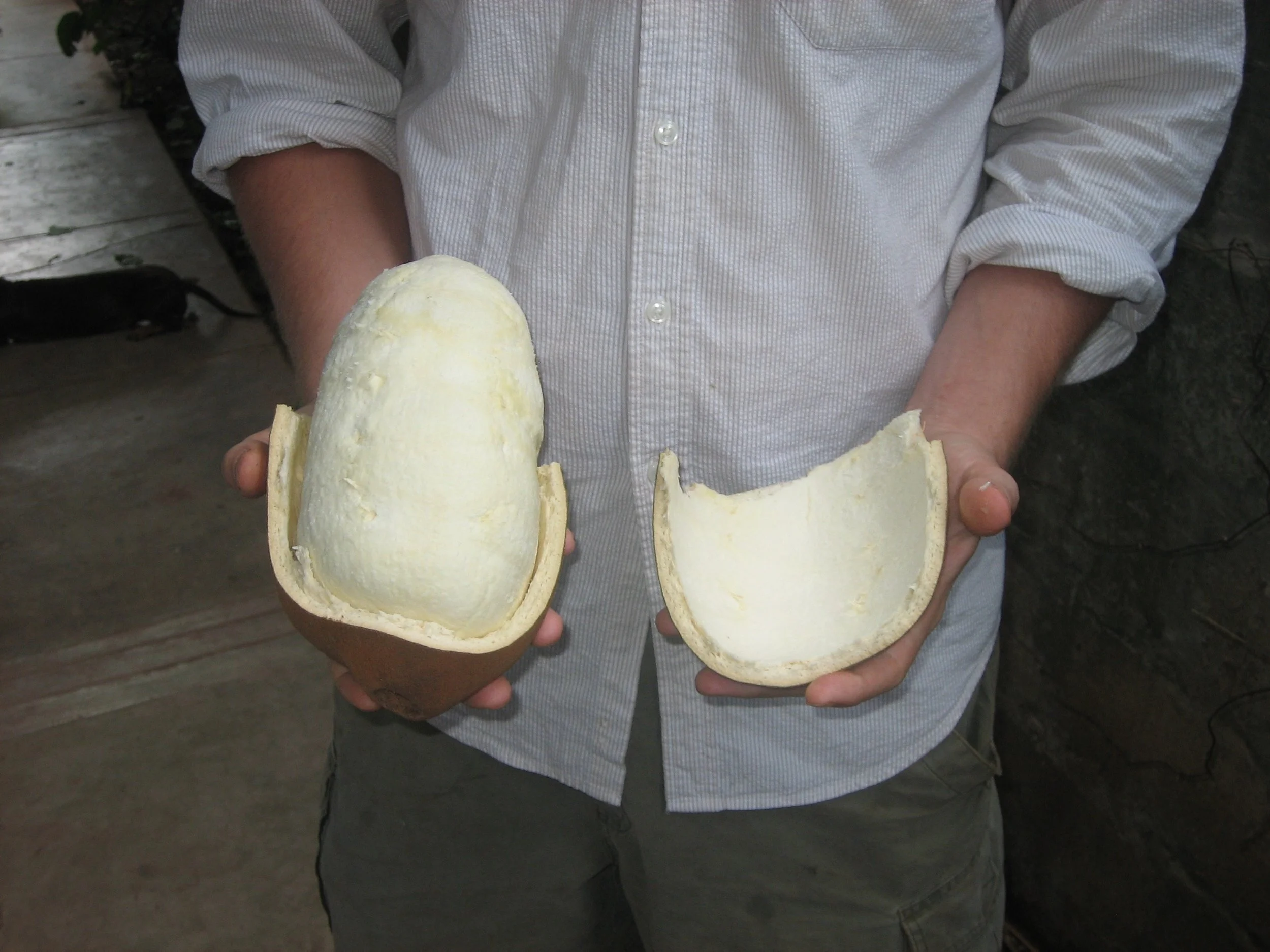 The white fruit pulp of copoazú is an Amazonian delicacy.