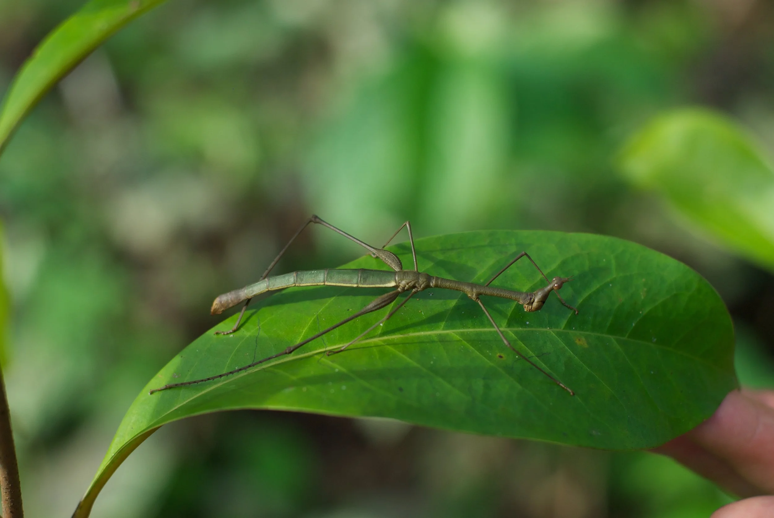 Reforestation and agroforestry bring back habitat for wildlife and foster biodiversity. A stick bug on the leaf of a young rosewood tree. Photo thanks to Andrew Schwarz