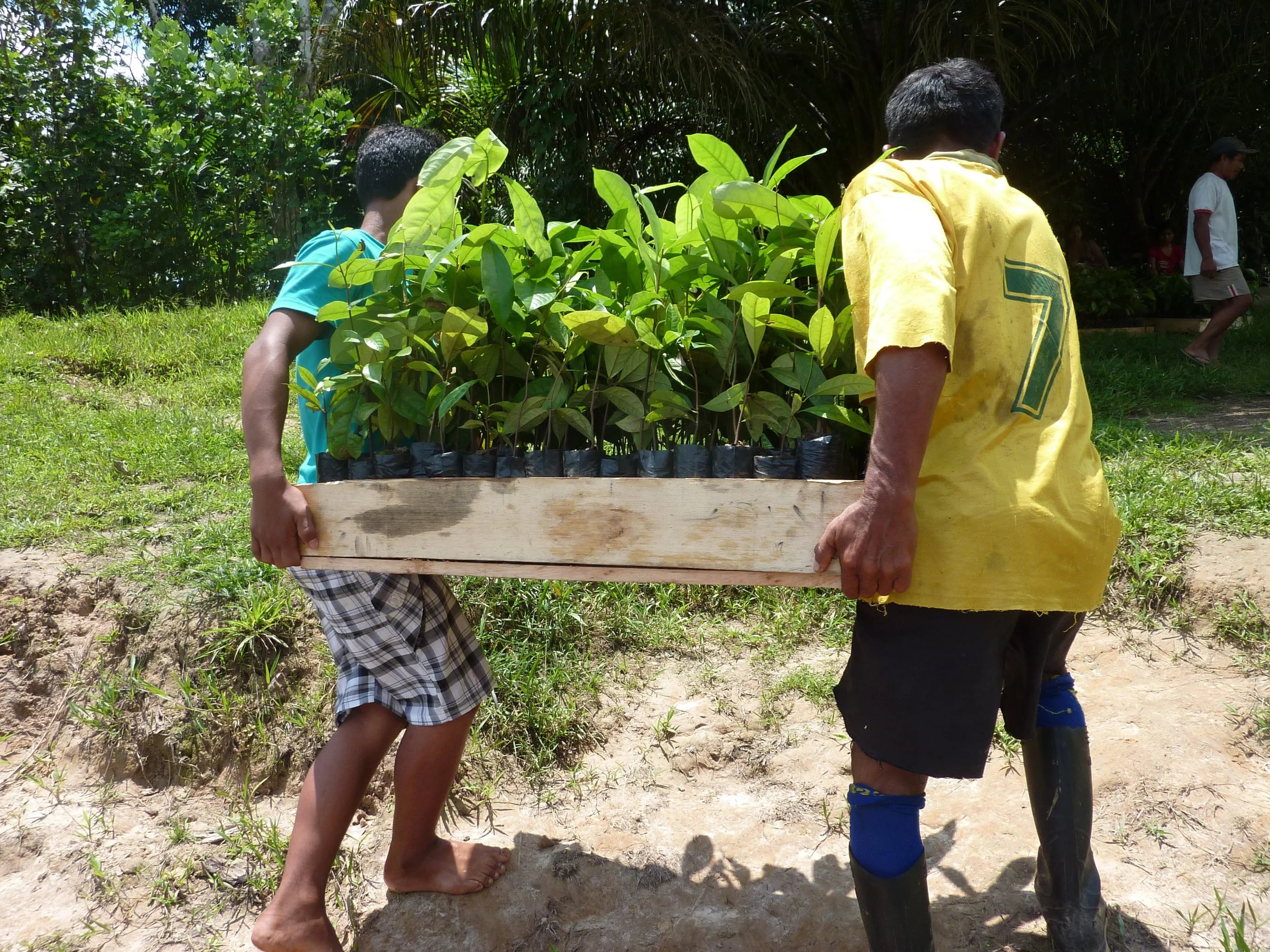 Unloading rosewood seedlings in February of 2013 in Ampiyacu, Loreto, Peru.