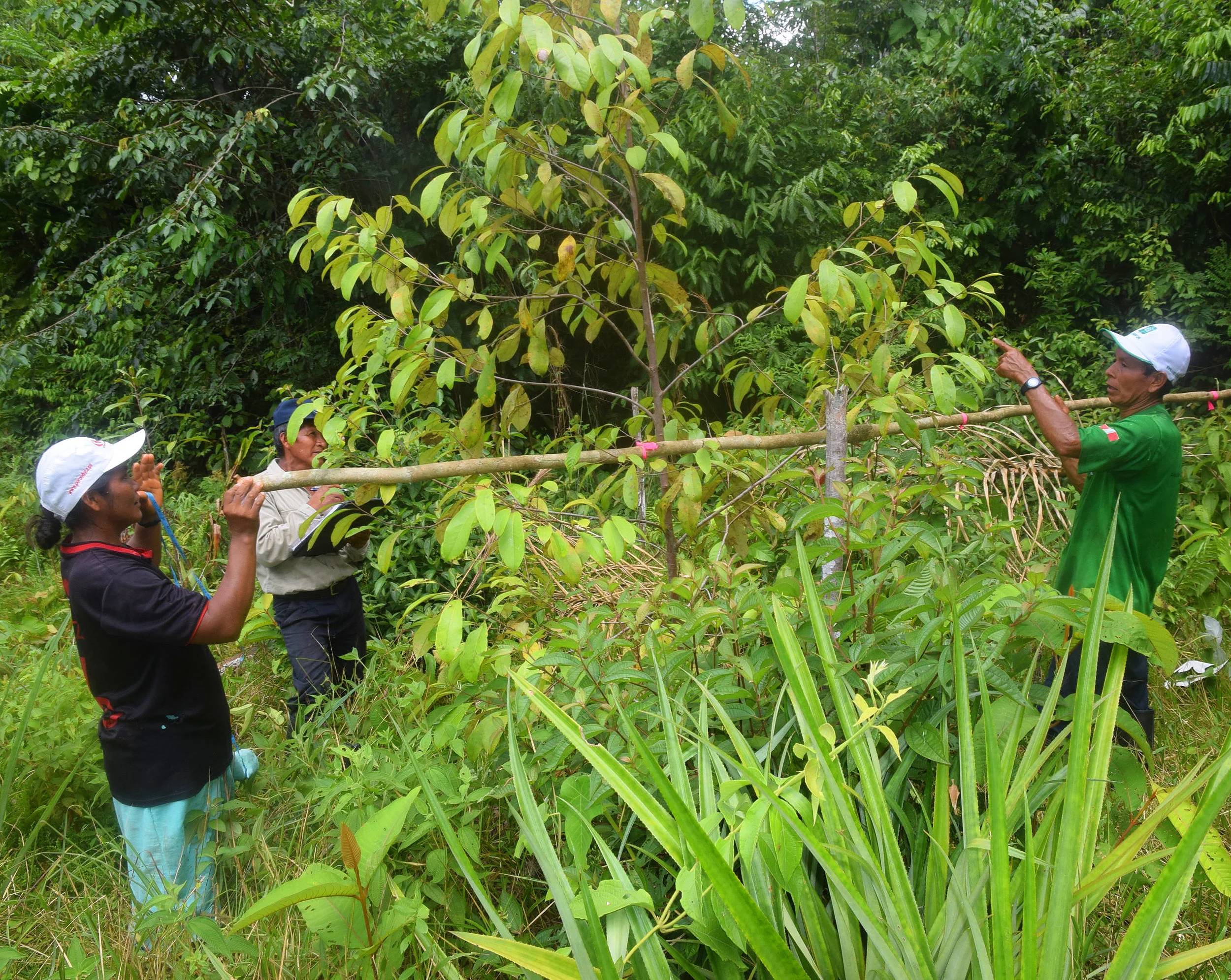 Measuring 3 year old rosewood trees in 2016, Ampiyacu, Loreto, Peru.