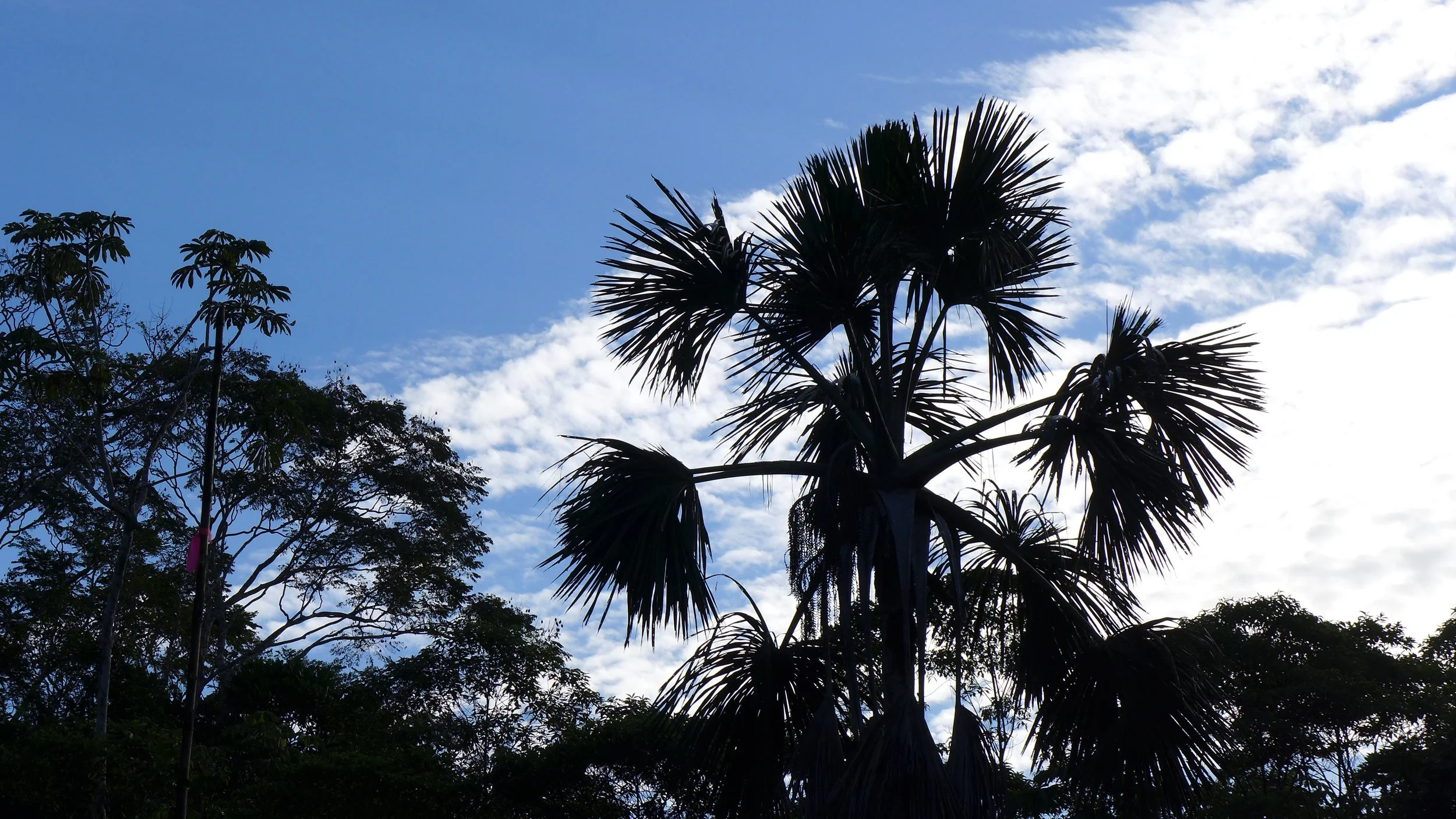 People, forests and aguaje: Reflections on a landscape and culture of abundance