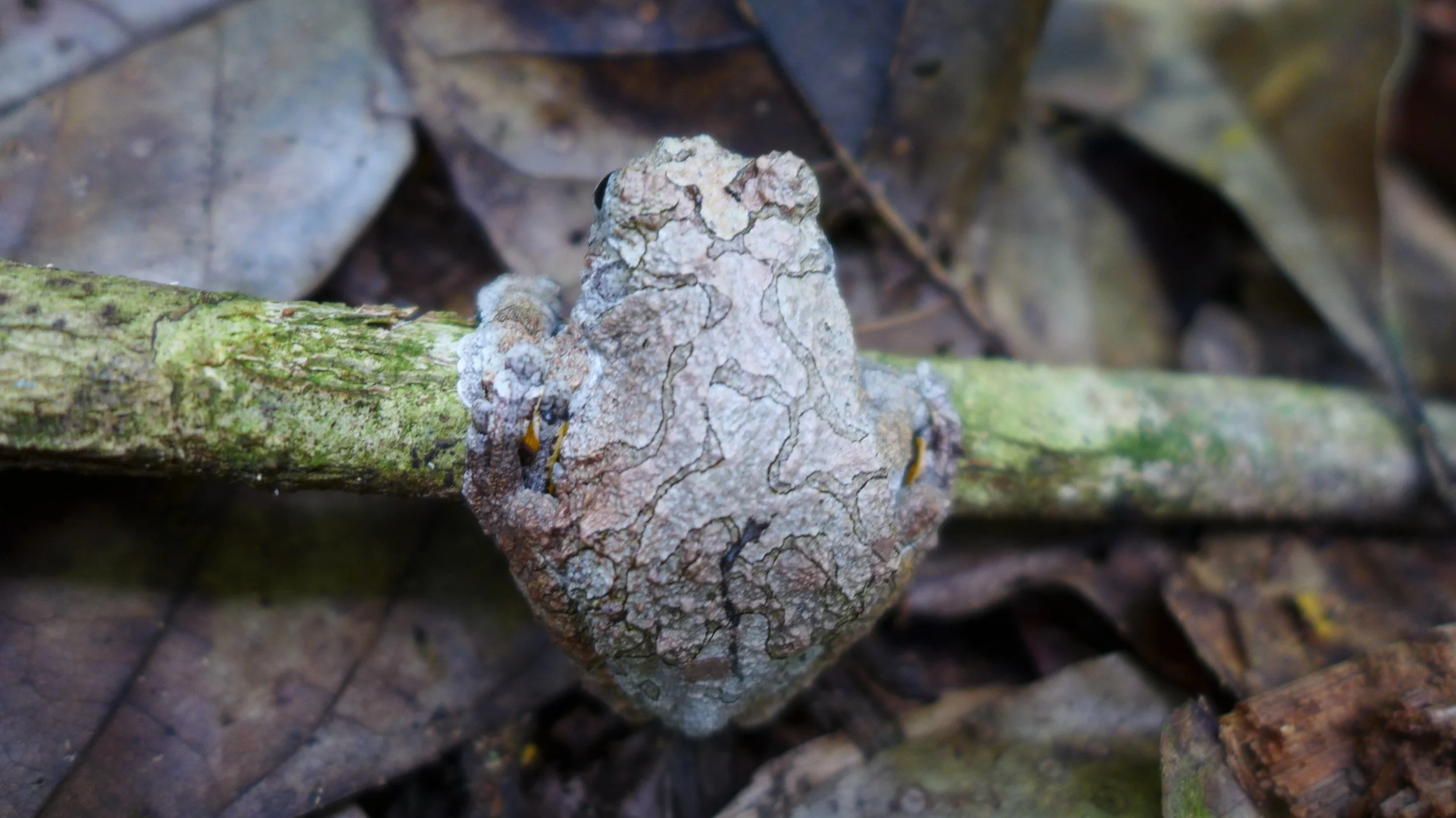 Wildlife abounds in our Moena forestry plantation in Tambopata, Peru