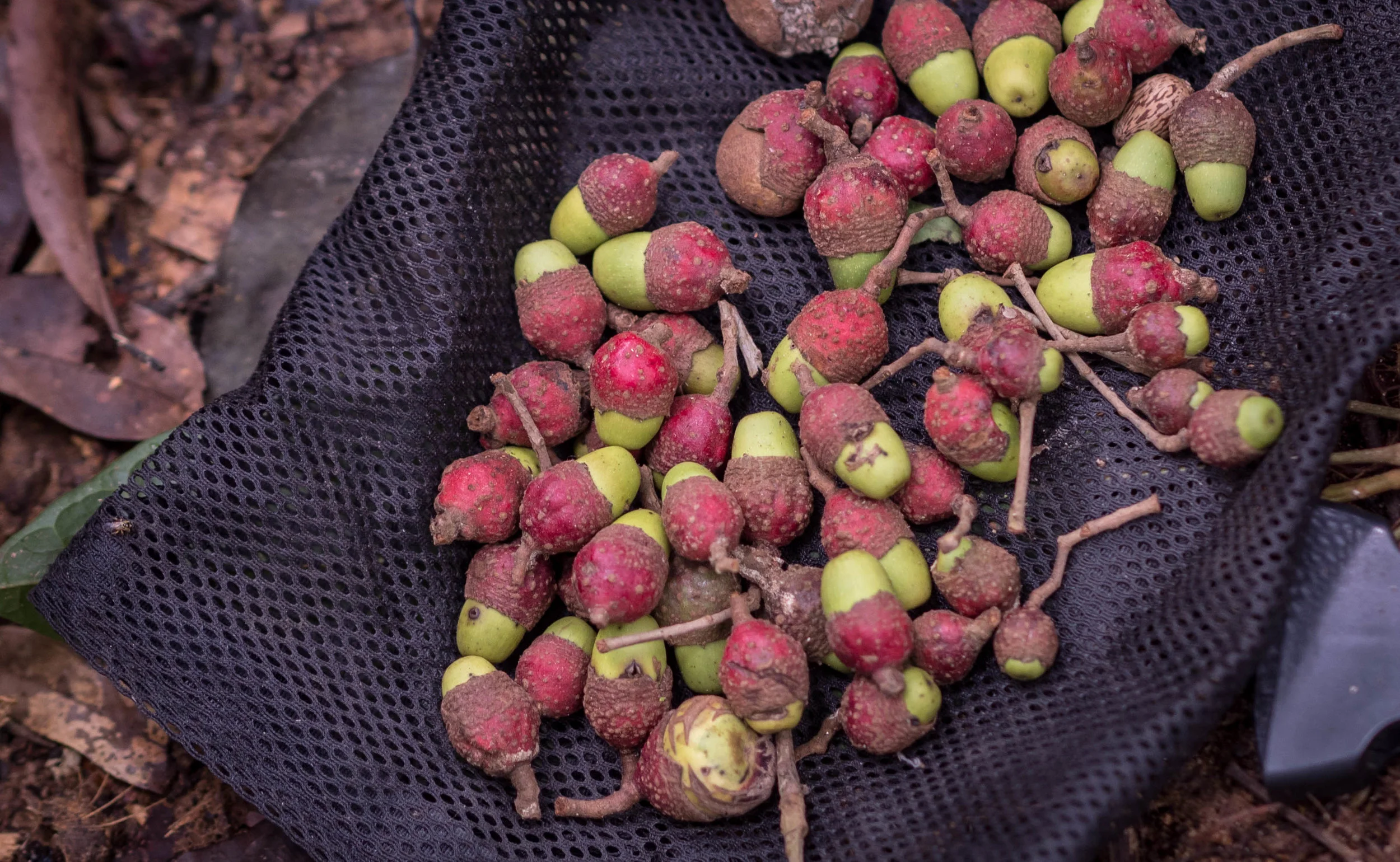 Canelón seeds harvested in 2016.