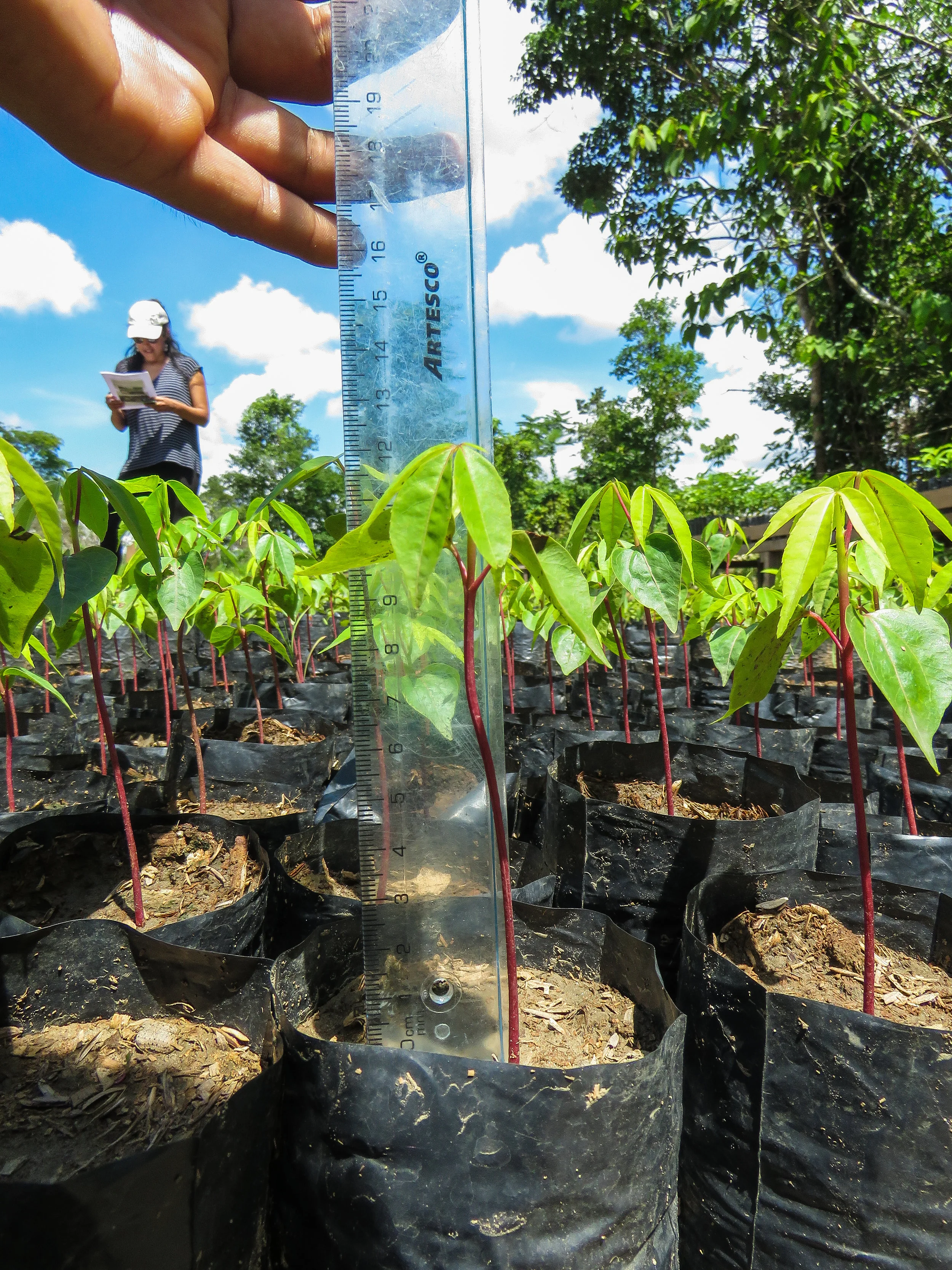 CINCIA researchers measure seedlings at La Joya.