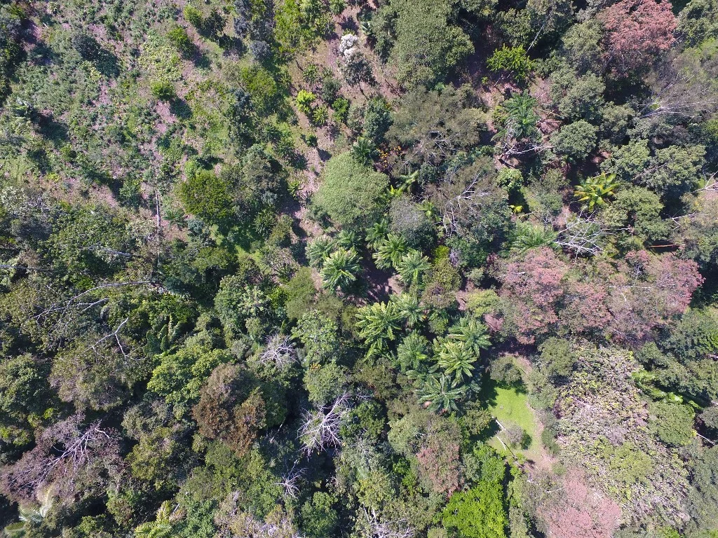 Drone photograph of mixed agroforestry systems and natural regeneration at Camino Verde Baltimori reforestation center. 
