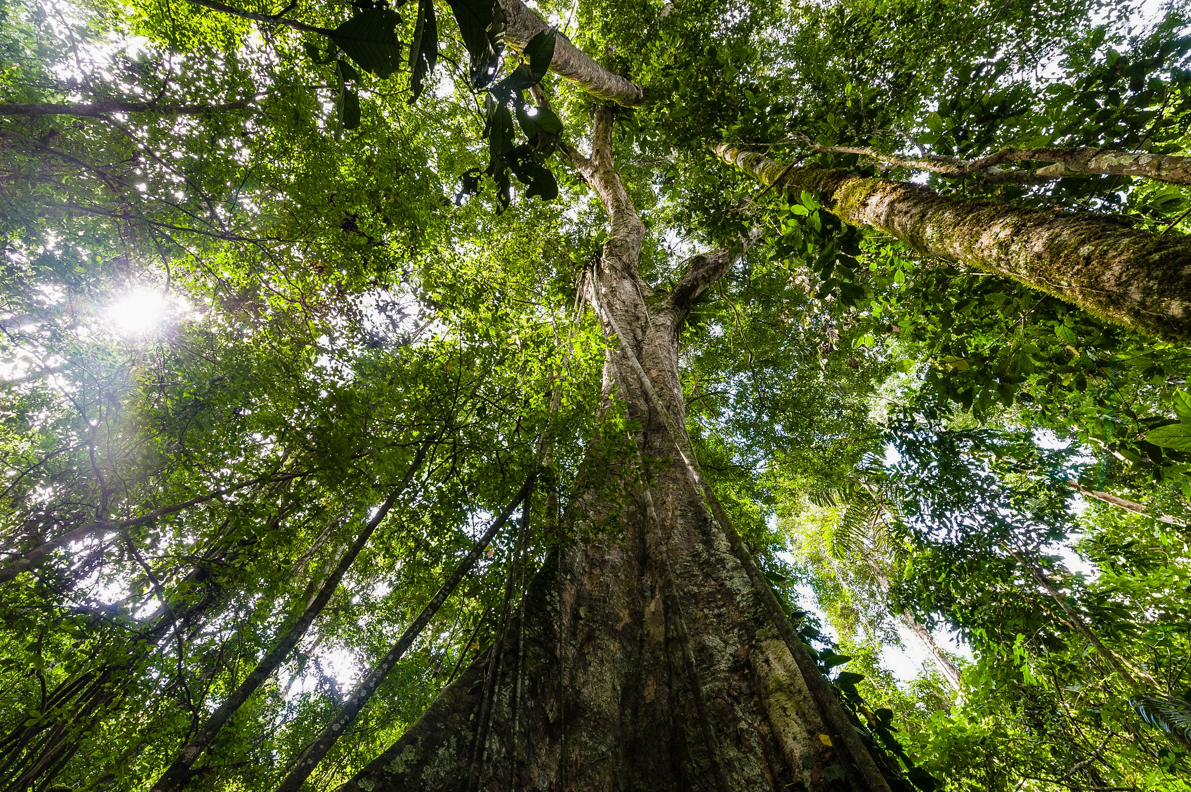 The value of native trees is well known to the extractivist economy, but overlooked and little understood in a context of silviculture (reforestation). Photo thanks to Jason Edwards / National Geographic.