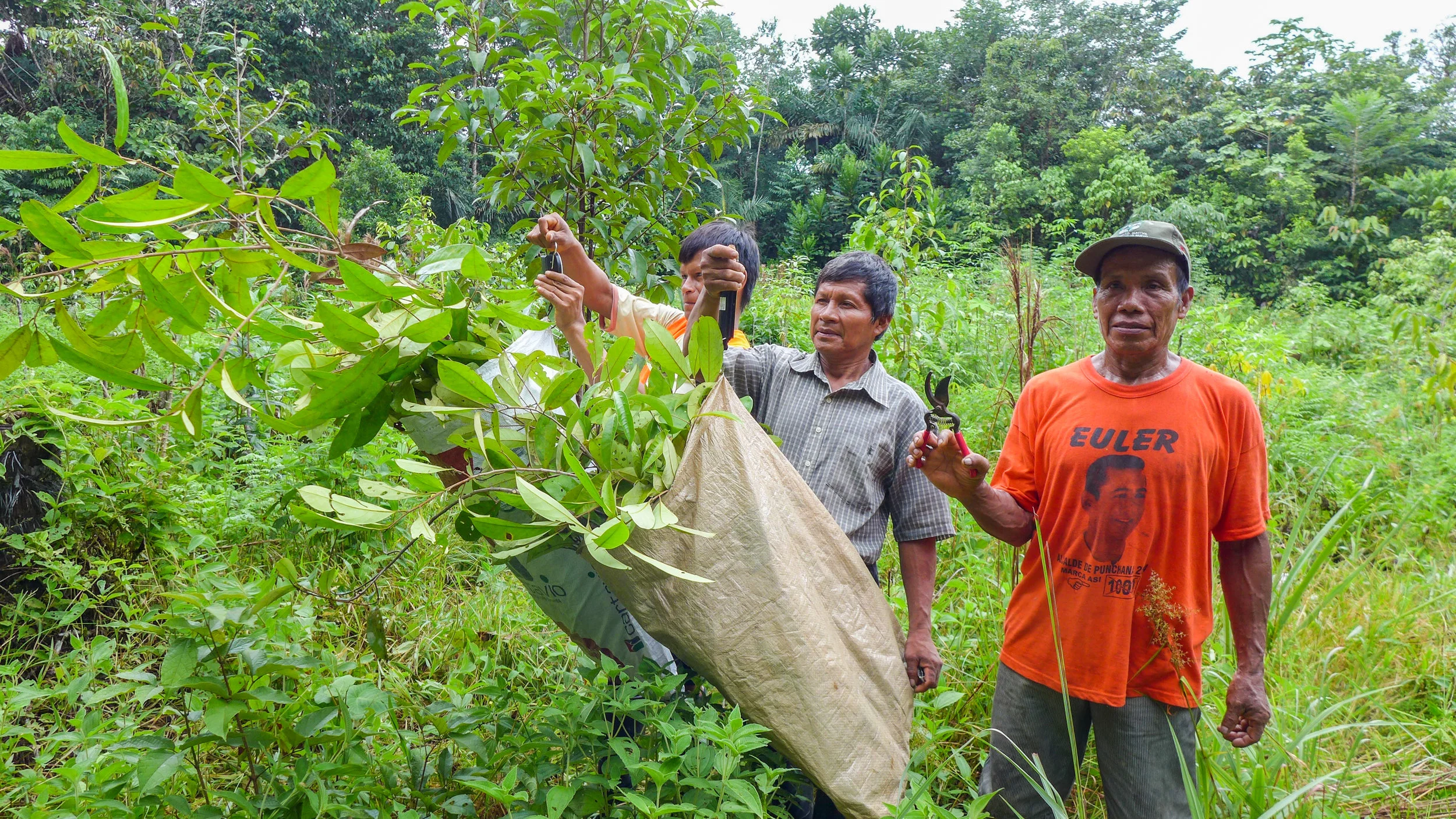Weighing pruned branches to be used for distillation of essential oil.