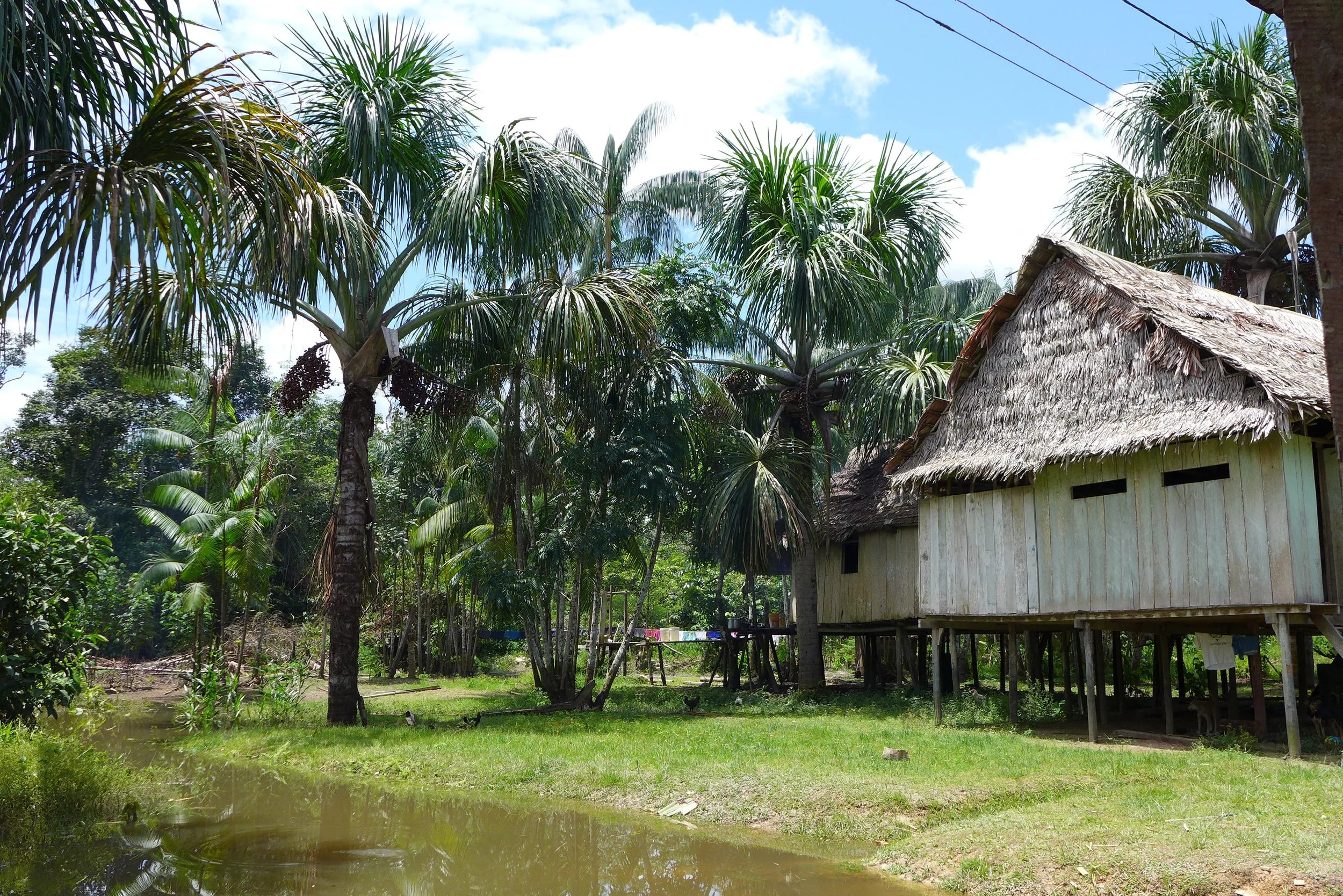 Aguaje and açaí palms are a common sight in home gardens in Amazonian communities.