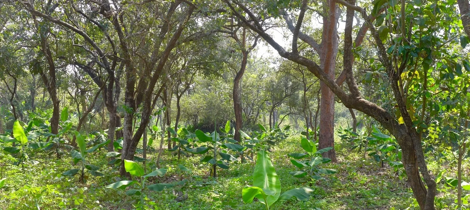 Natural regeneration of native trees provides a humid microclimate for a banana and cacao polyculture in Northern Uganda.