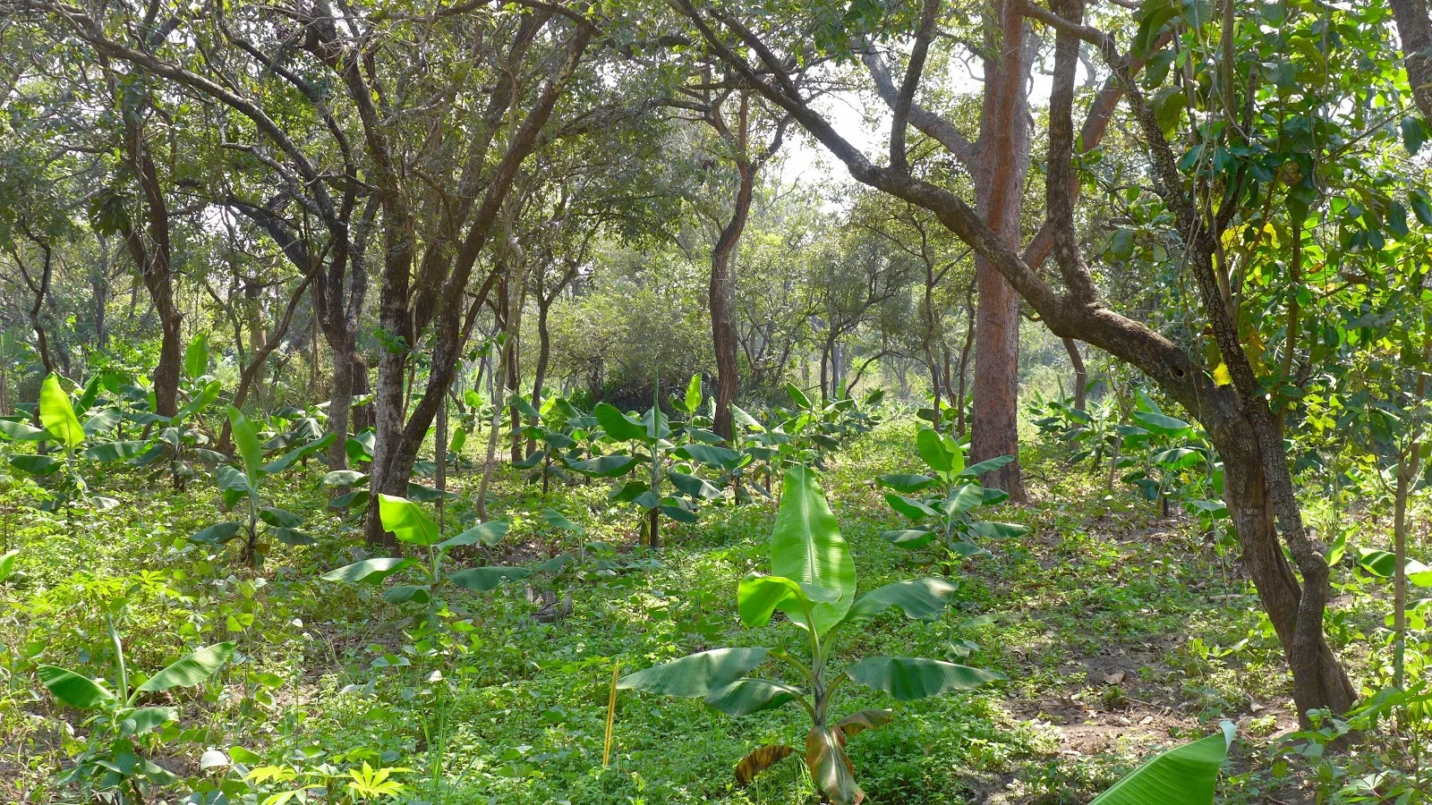 A Space for Every Seed – the Power of Polycultures