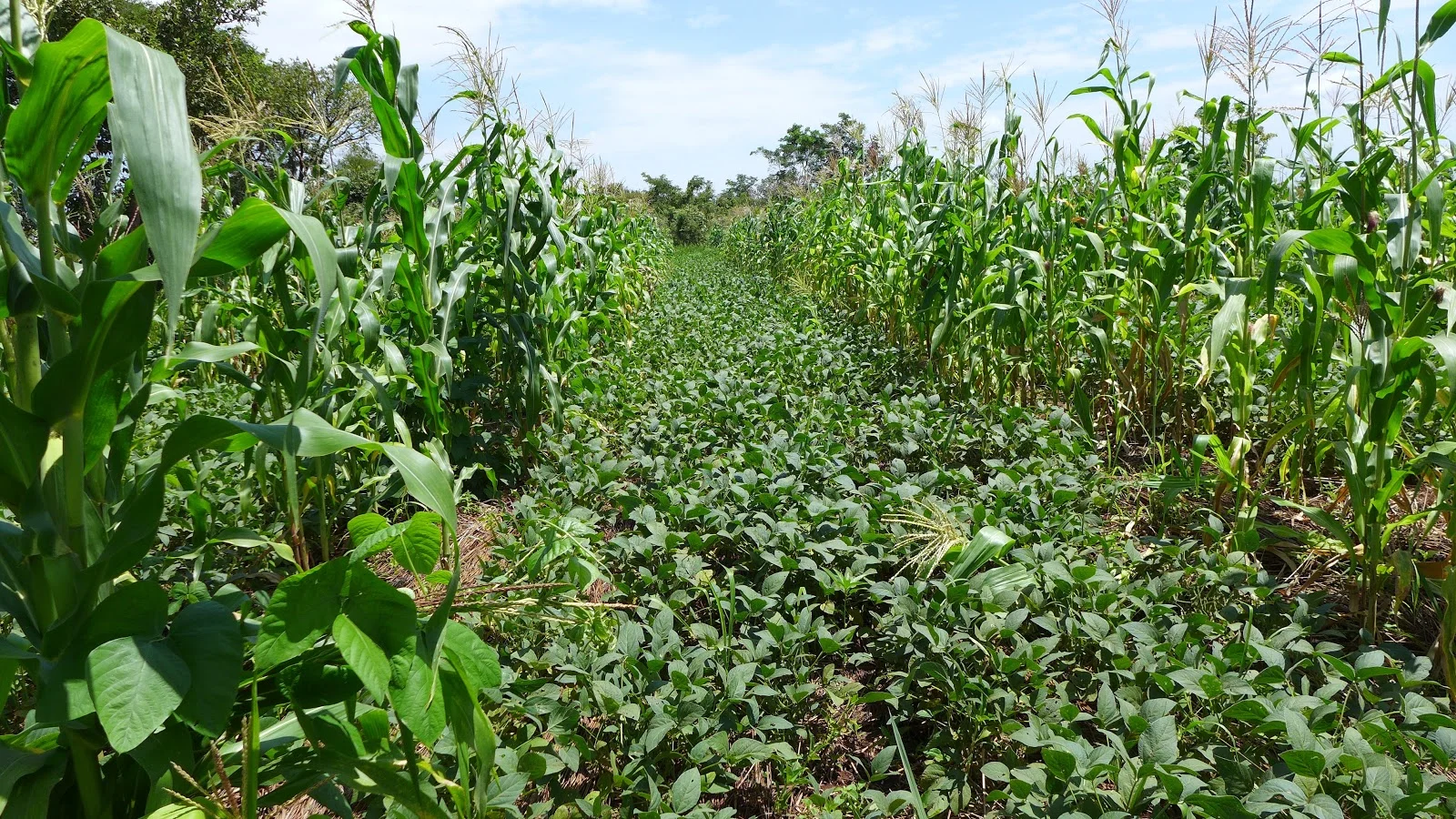 A cowpea and maize alley crop polyculture.
