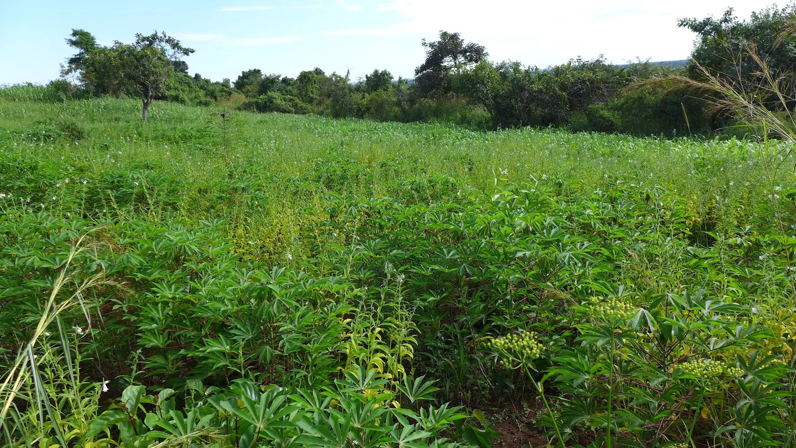 Cassava and sesame polyculture.
