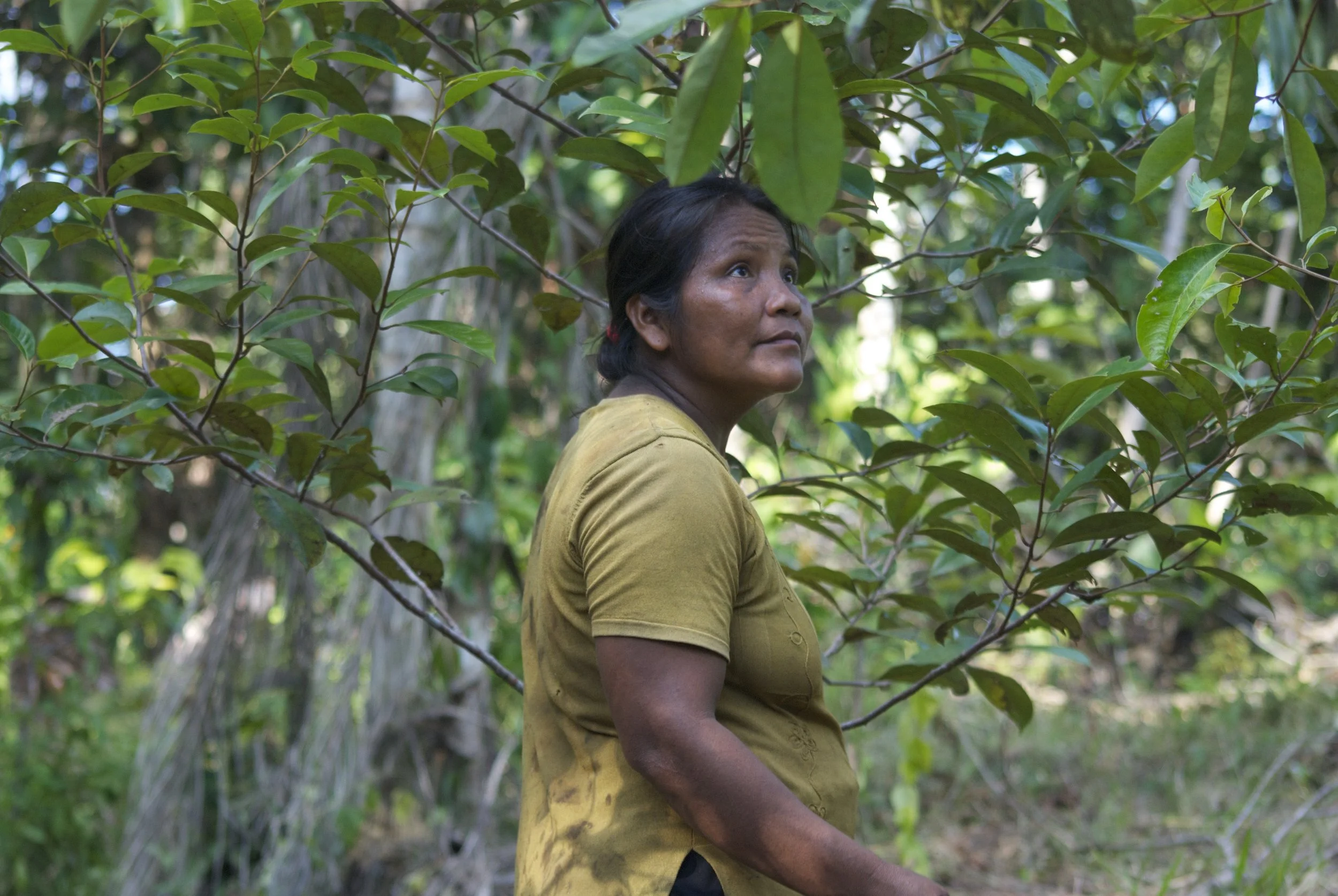 A Bora farmer in Ampiyacu with a 5-year old rosewood tree.